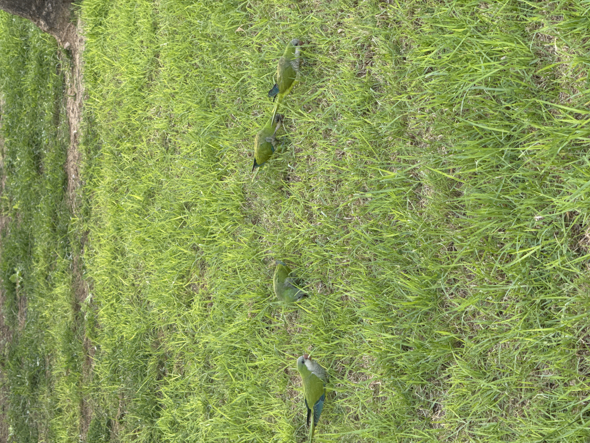 Four Monk Parakeets are foraging in a grassy area. One parakeet on the far left is facing left, with its head slightly lowered. Three other parakeets are to its right. One is facing away from the viewer, with its head down in the grass, another is facing right and also has its head down, and the last one is facing left with its head down. The parakeets are primarily green with some blue on their wings. The environment is a park or a similar green space, characterized by lush green grass and sparse brown patches. The lighting suggests it is daytime, likely sunny, with shadows indicating the sun's position. The setting appears to be an outdoor urban or suburban area in Torrevieja, Spain, as suggested by the characteristic vegetation and open green spaces often found in such locations.
