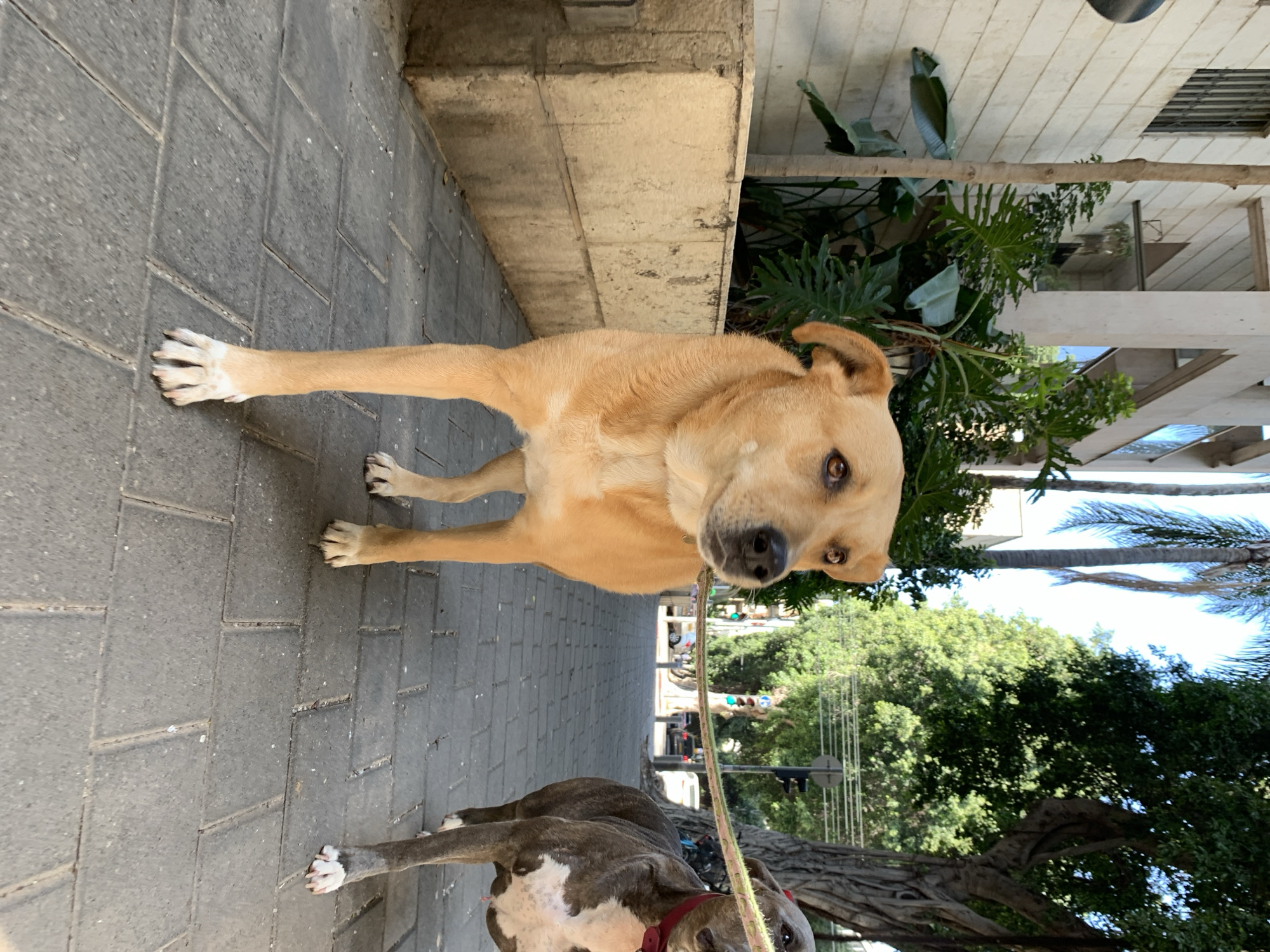 A tan dog on a leash stands on a sidewalk made of gray pavers in Tel-Aviv, Israel. Another dog, gray with white patches, lies on the sidewalk near the leash's end. Behind the dogs is a street scene with trees, buildings, and a traffic light. Green plants grow near a low wall adjacent to the sidewalk. The sky is visible through the trees.