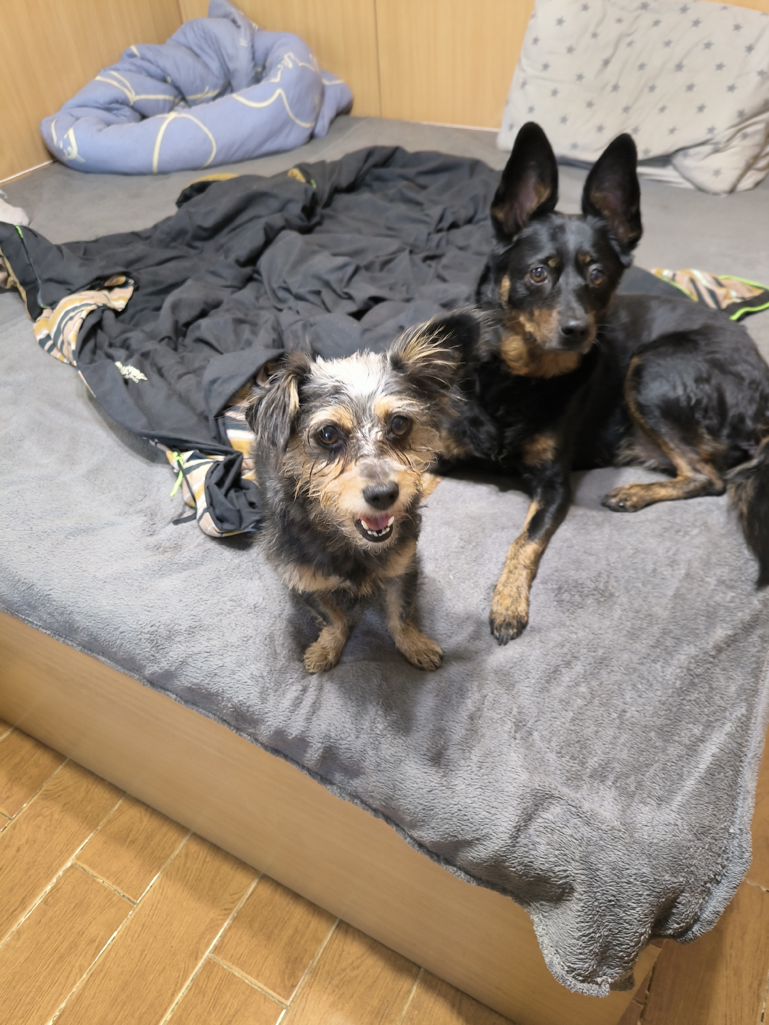 Two dogs are lying on a bed covered with a gray blanket. The dog in the foreground is small and scruffy with tan and black fur and white markings on its face. It is looking directly at the camera with its mouth open. The larger dog in the background is black and tan with large ears and is also looking at the camera. Behind the dogs, on the bed, are several dark-colored blankets and a light blue comforter with a yellow pattern. The bed is situated in a room with wooden walls and a tiled floor. The scene appears to be indoors, likely in a bedroom. There is no visible indication of the location being in Mykolaiv, Ukraine.