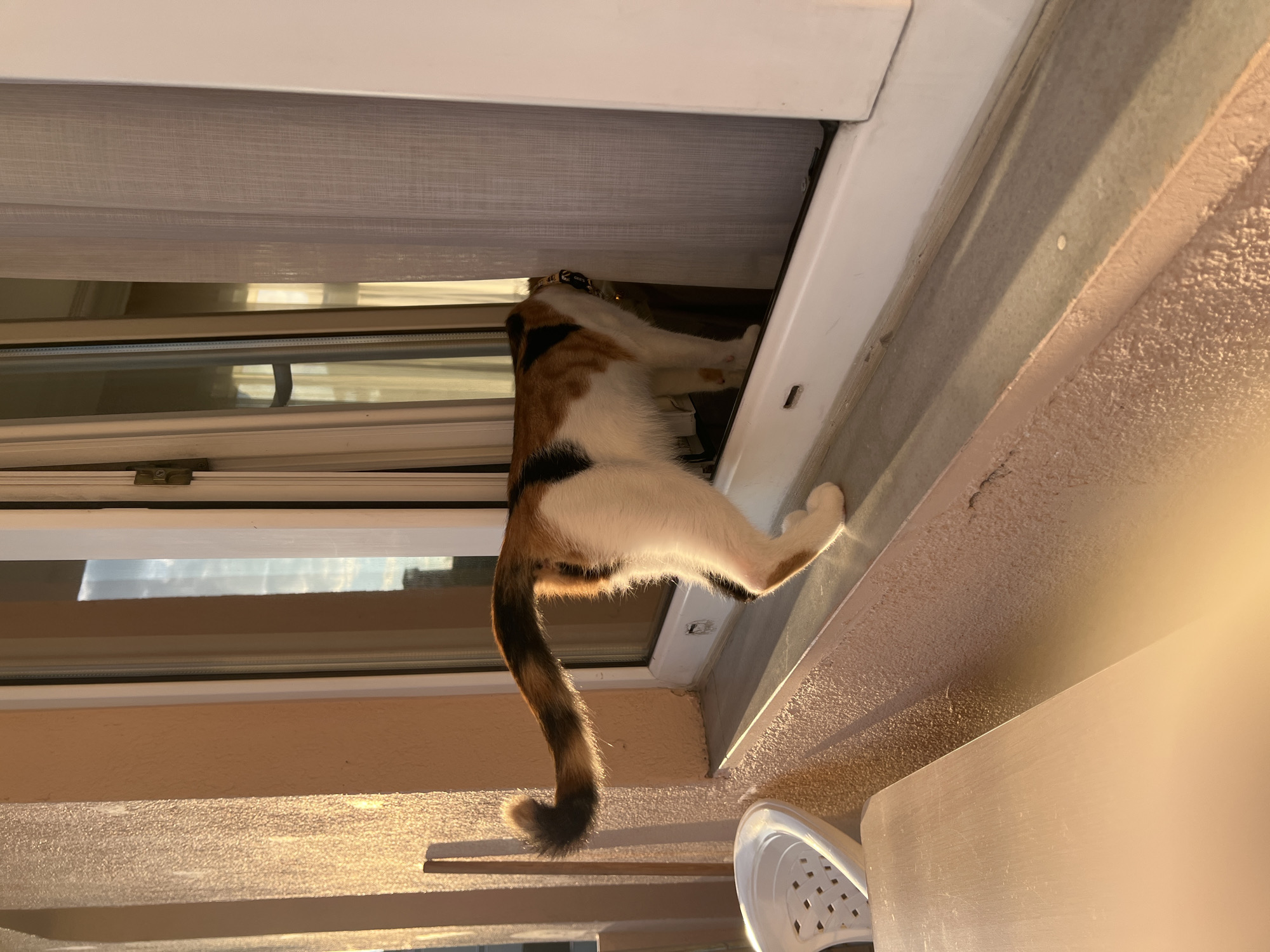 A calico cat is standing on a windowsill, looking out a partially open window. The cat's head is obscured by a sheer curtain. The cat is facing away from the camera, and its tail is curled upwards. The windowsill is made of concrete and appears to be outdoors. In the background, there is a building and a cloudy sky. The sunlight is casting a warm glow on the scene, indicating it is either sunrise or sunset. The location is identified as Ümraniye, Turkey.