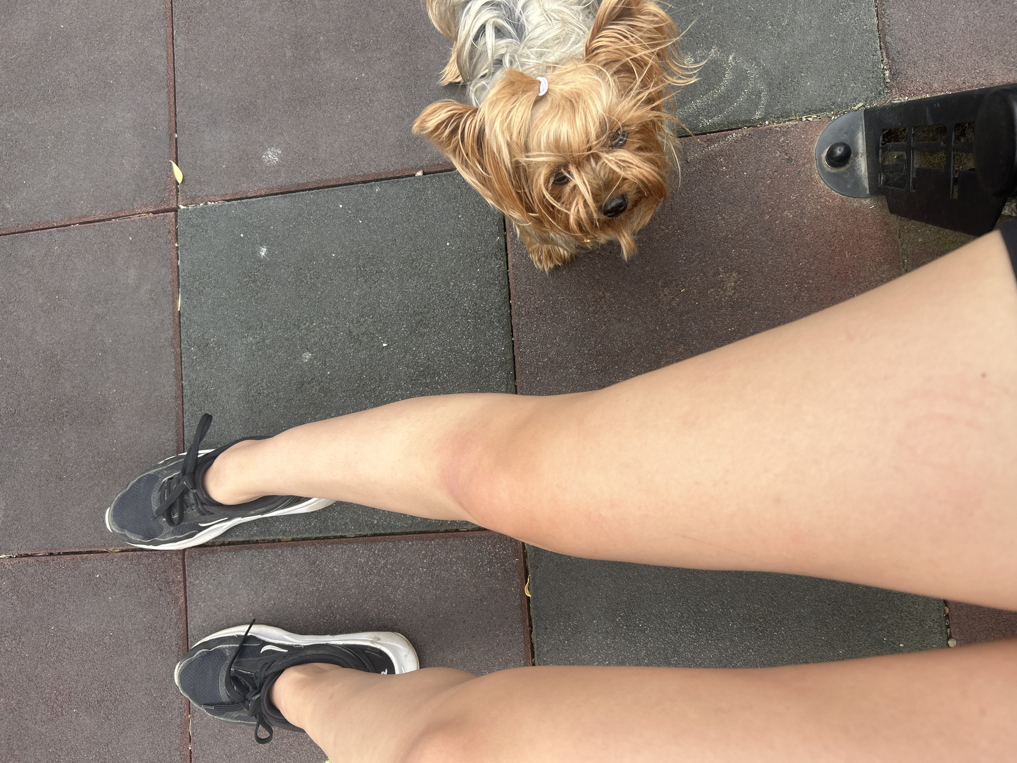 The image shows a top-down view of a person's legs and a small dog on a paved surface, likely in an urban environment. The person is wearing black athletic shoes with white soles and has fair skin. The dog, a small, long-haired breed possibly a Yorkshire Terrier or a similar breed, is looking up at the camera. The paving consists of dark gray and reddish-brown rectangular tiles. A black object, possibly part of a piece of outdoor fitness equipment, is visible near the dog. The location is Burgas, Bulgaria.