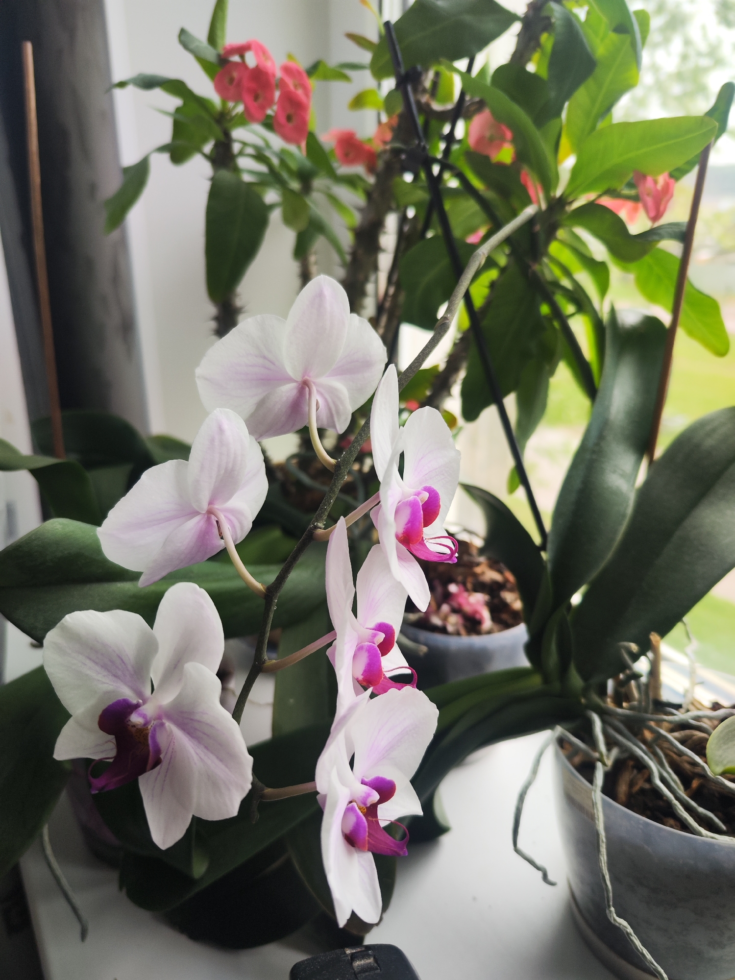 The image shows a close-up of several potted plants on a windowsill. Dominating the foreground are white orchids with pink and purple centers, their flowers in full bloom. Behind the orchids is another potted plant with green leaves and clusters of small red flowers. A third plant, a dark green orchid with exposed roots is visible in the bottom right. The plants are likely located indoors, evidenced by the presence of a windowsill. Based on the information provided, it's not possible to confirm the exact location within the city of Chaikovsky, Russia, but the image depicts an indoor setting with cultivated plants.
