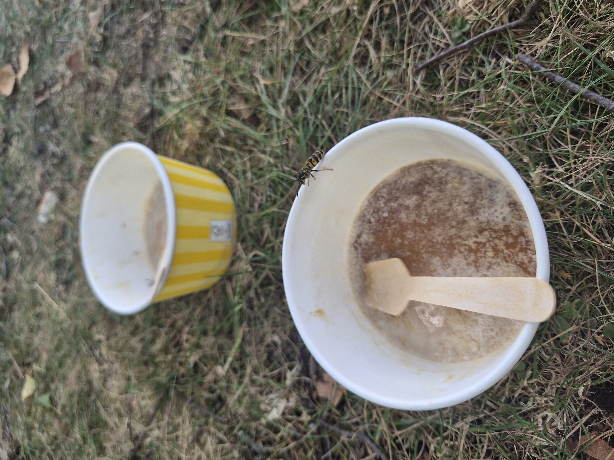 In Landl, Austria, two white paper cups, one with yellow stripes, are placed on the ground amidst dry grass and fallen leaves. The striped cup, positioned further back and slightly out of focus, contains a light brown liquid. The cup in the foreground, in sharp focus, also holds a light brown, frothy liquid with a wooden spoon resting inside. A wasp with black and yellow stripes is perched on the rim of the foreground cup, near its edge. The overall setting appears to be outdoors, possibly a park or natural area, with the ground covered in vegetation and debris.