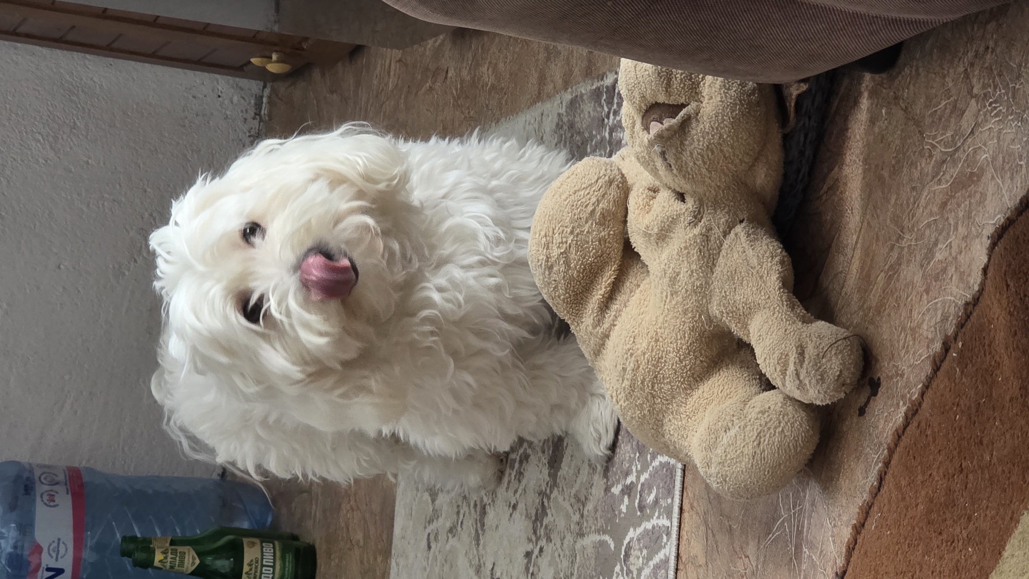 A white, fluffy, small dog, possibly a Maltese, is positioned next to a stuffed, tan-colored animal toy on a patterned rug. The dog is facing the camera, with its tongue sticking out. A large blue plastic water bottle and a small green bottle are partially visible to the left. The setting appears to be indoors, likely a residential space. There's no direct visual information to confirm the location in Blagoevgrad, Bulgaria.