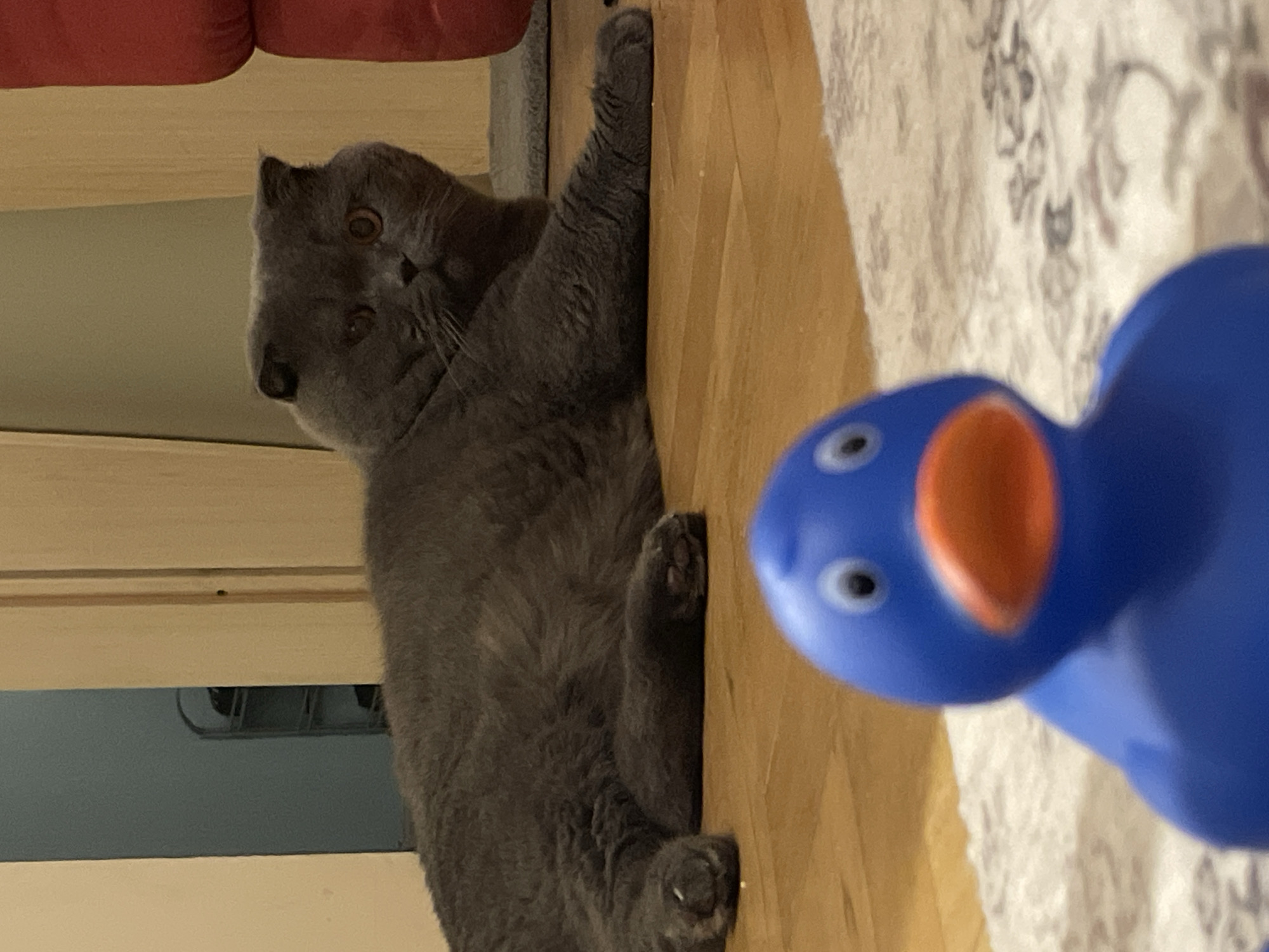 An indoor scene depicts a grey Scottish Fold or British Shorthair cat lying on a light-colored wooden floor. The cat is positioned in the middle ground, facing slightly right, with its amber eyes directed towards a blue rubber duck in the foreground. The duck, which has an orange beak and white eyes with black pupils, is out of focus, indicating its proximity to the camera, and rests on a light-colored patterned rug. The cat's left front paw is extended forward, while its right paw is partially obscured. In the background, to the left of the cat, a light beige wall or door frame is visible, beyond which a blue-grey wall with a silver-colored, multi-tiered shelf unit is discernible. To the right of the cat, a section of a red furniture item, possibly upholstery, is visible next to another light beige wall or door frame. A small grey mat is also present on the wooden floor near the red object. The exact city and region are unknown.