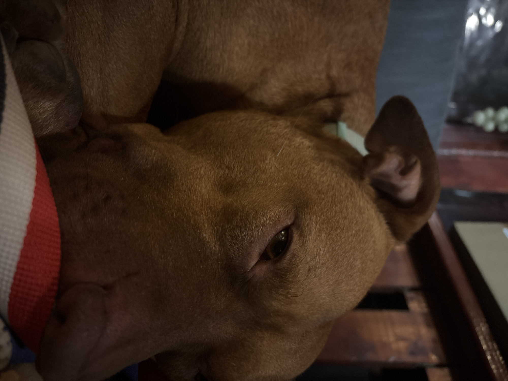 A close-up, dimly lit photograph features a tan-colored dog, possibly a pit bull type, with one eye open. The dog rests its head on a cushion or pillow with a red, white, and blue stripe. A wooden structure, possibly a table, is visible beneath the dog. The location is not discernible within the image.