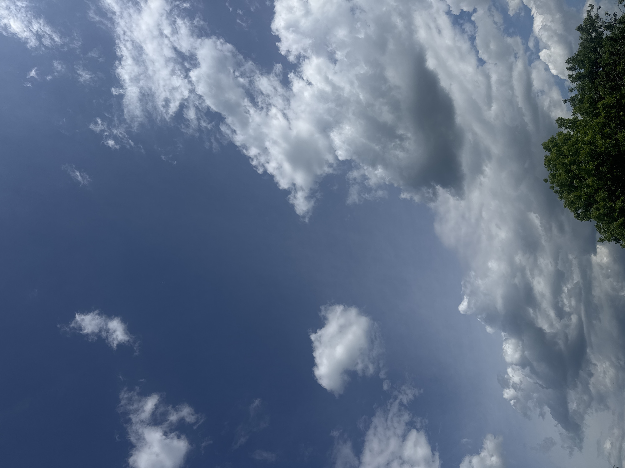 The image depicts a sky with scattered clouds and a tree. A portion of the sky is a deep blue, while other areas have white and gray clouds. The tree is in the upper right corner of the image and appears to have green foliage. The location is Sarnevo, Bulgaria. There are no people, subjects, objects, actions, or interactions visible other than those described.