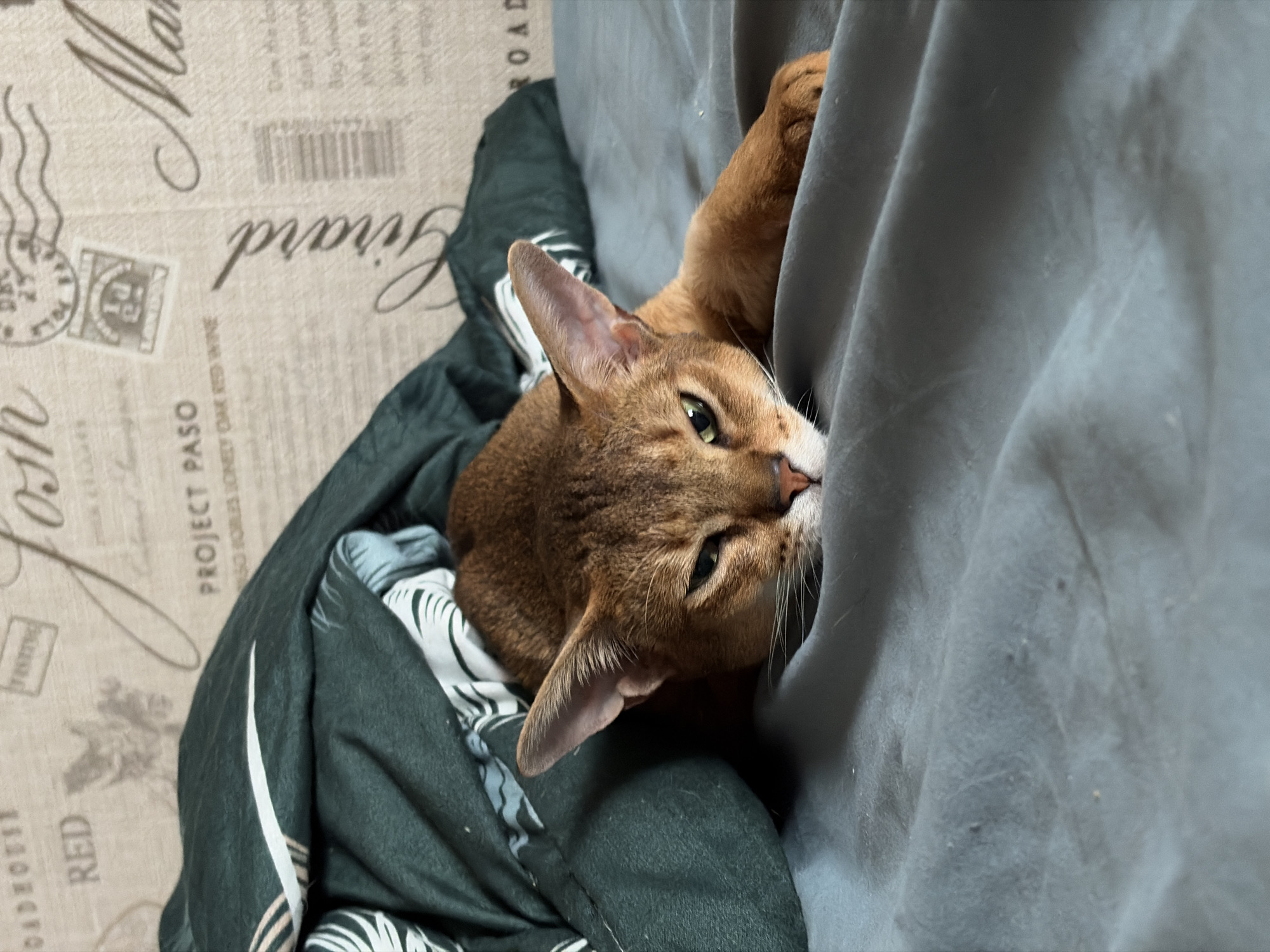 An Abyssinian cat with rich reddish-brown fur, large pointed ears, and vivid green eyes is nestled between two soft fabrics, likely indoors in Chaikovsky, Russia. The cat's head is turned towards the viewer, with one eye visible, peering from behind a plain dark grey blanket that occupies the right side of the frame. Its front paw is also visible on the grey fabric. To the cat's left, a dark teal-green blanket with a white and black abstract or leaf pattern is draped. Further to the left and serving as a background is a beige-colored fabric adorned with a vintage-style print resembling a postcard or letter. Visible text on this fabric includes "JOSH," "PROJECT PASO," "ROAD," "GIRARD" (appearing upside down), a barcode, and fragments like "RED WINE" and "RED." A stamp-like emblem with "LONDON" and a postal cancellation mark are also discernible. The cat's expression appears calm and curious, contributing to the cozy and domestic atmosphere of the scene.