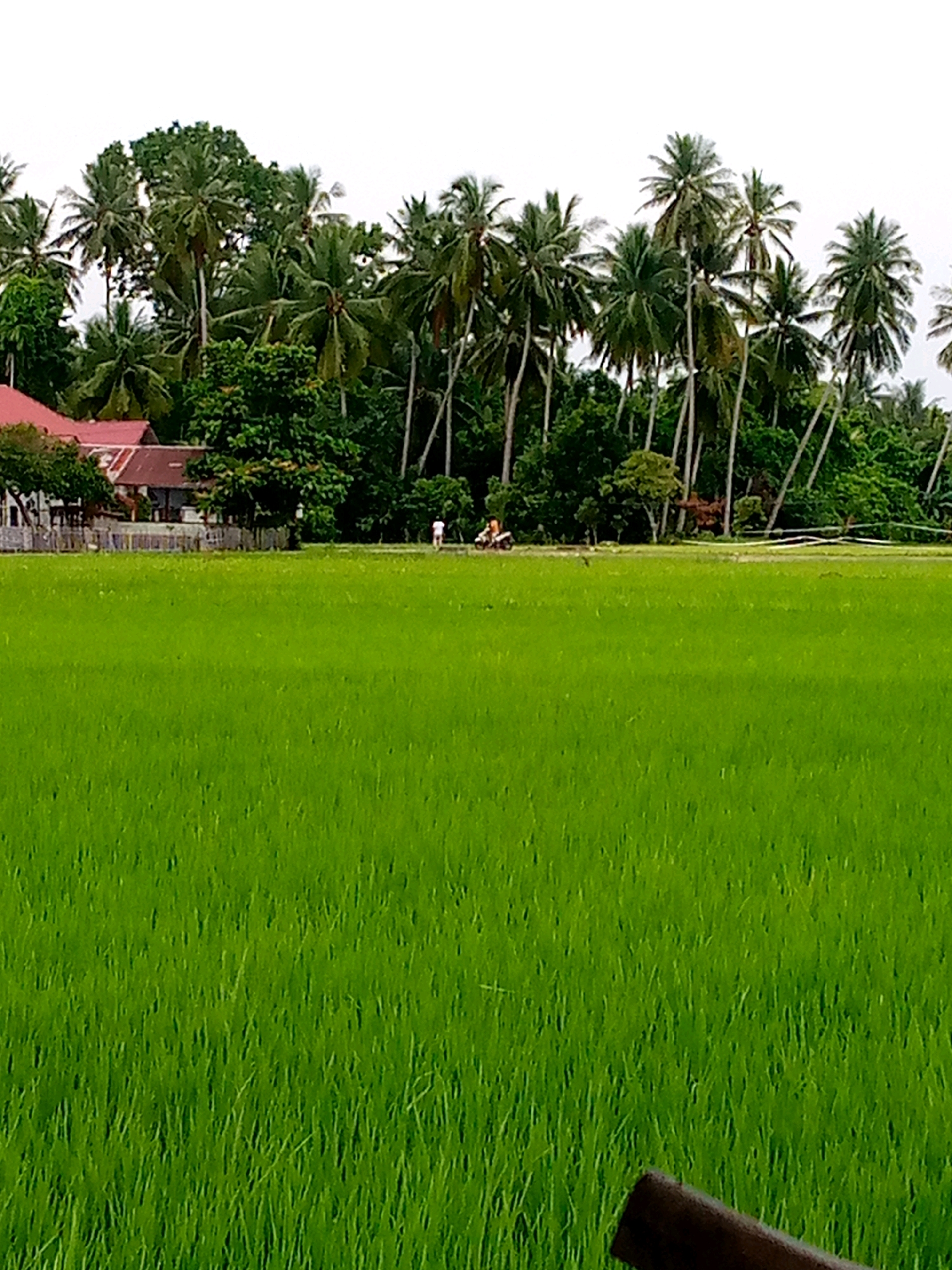 This image depicts a bright, overcast day in Kutaglumpang, Indonesia, featuring a lush green rice paddy in the foreground. A row of palm trees and dense foliage borders the paddy, with a cluster of buildings, identifiable by their red roofs, situated behind the vegetation. A small group of people and a motorcycle are visible in the middle ground, suggesting activity within the scene. The overall impression is one of a rural, tropical landscape.