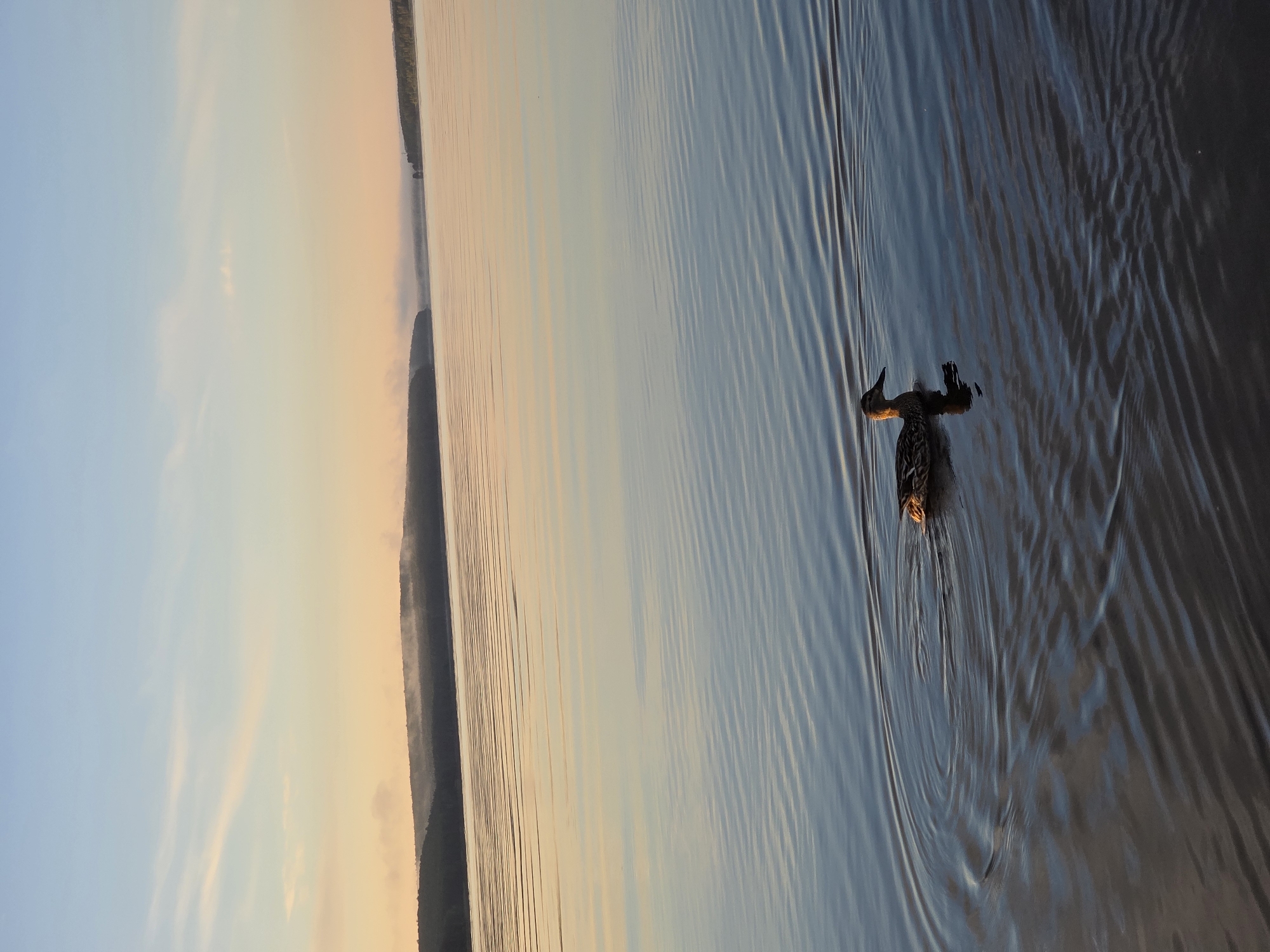A duck swims on a calm body of water. The water has ripples from the duck's movement, creating concentric circles around it. The duck is facing to the left, with its body partially submerged. In the background, a hazy shoreline with trees is visible, with a soft orange and blue sky above. The scene suggests a peaceful natural environment, possibly a lake or river.
