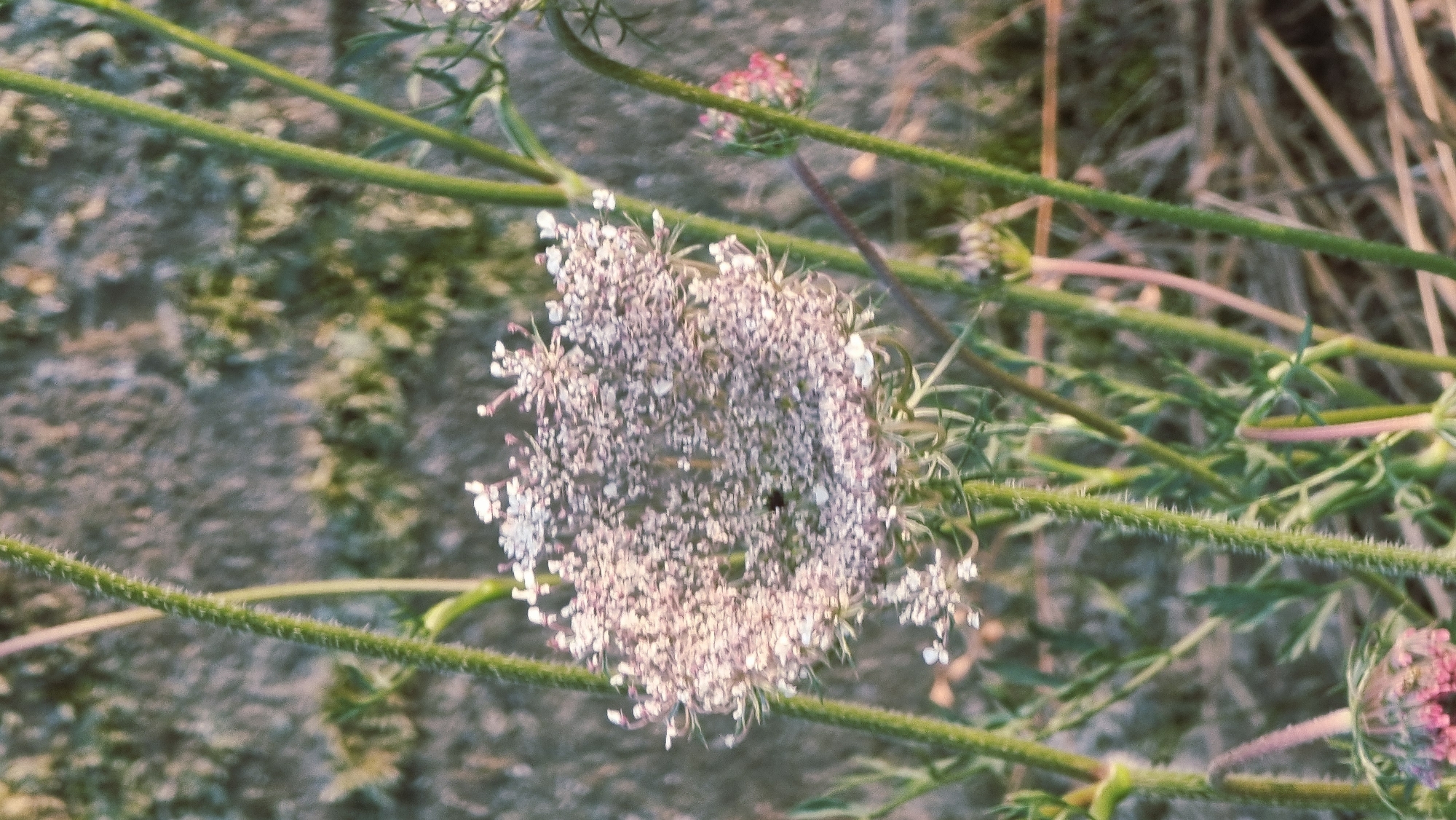 This is a close-up, eye-level, outdoor photograph of a wild carrot flower (likely Daucus carota) in La Canya, Spain. The flower is a large, white, umbelliferous cluster, with tiny white petals radiating outwards. A small dark insect is visible in the center of the flower. The flower is supported by thin, green, hairy stems. In the background, a textured, grey stone wall is visible, with some blurred green foliage. The overall lighting suggests it is either early morning or late afternoon. The image has a slightly vintage or faded aesthetic. There are no people present.