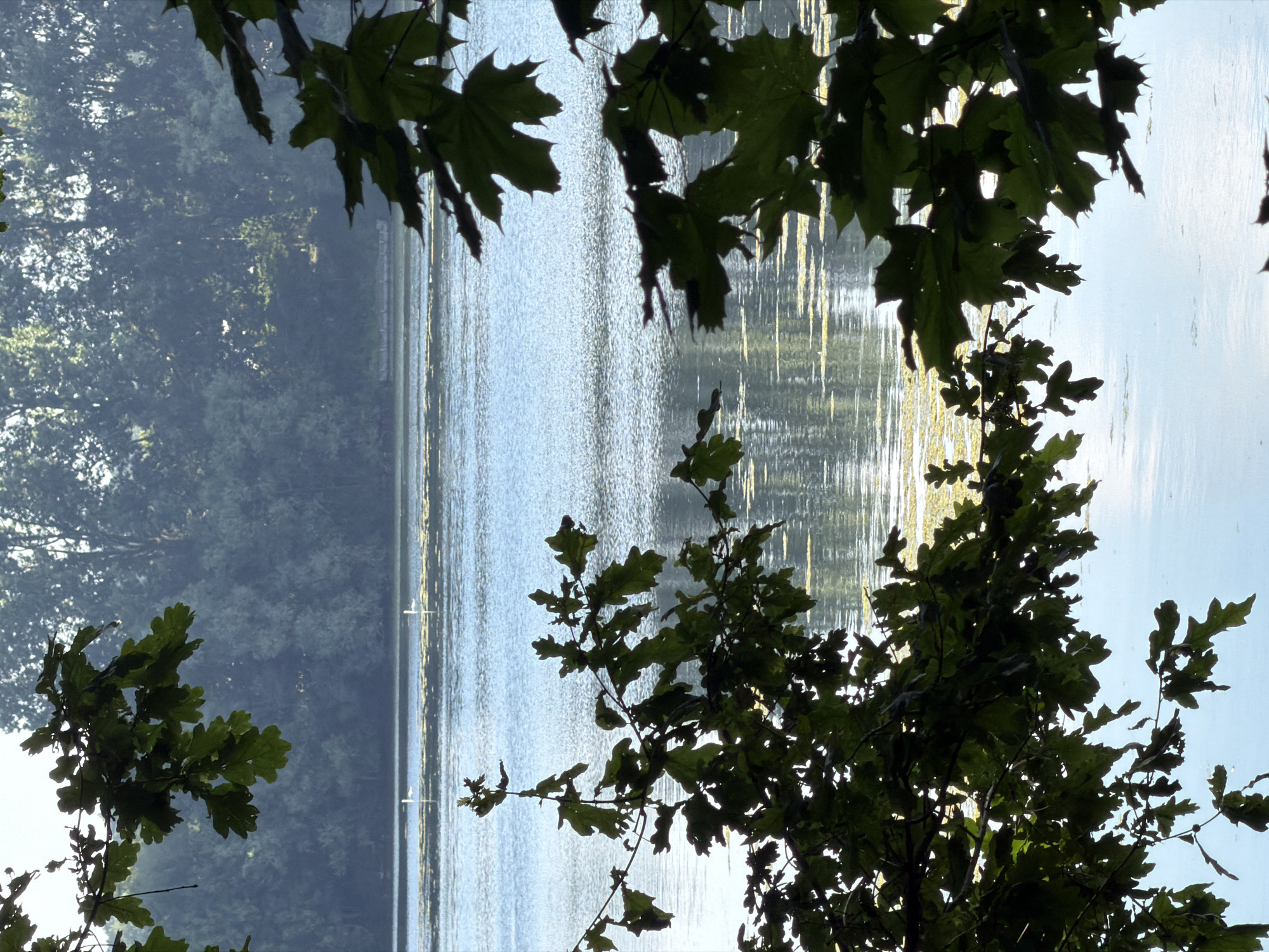 The image shows a tranquil lake scene, framed by dark green foliage in the foreground. The water is a soft blue with ripples, and patches of light green aquatic plants are visible on the surface. In the distance, a dense, dark green forest forms the backdrop. Two white swans are present on the water, appearing as small, white specks. The lighting suggests it is daytime, possibly morning or late afternoon, with the sun casting a gentle glow. The overall atmosphere is serene and natural. This scene is likely located at the "Kleiner Wulfener See" (Small Wulfen Lake) in Dorsten, Germany, known for its natural beauty and water birds.
