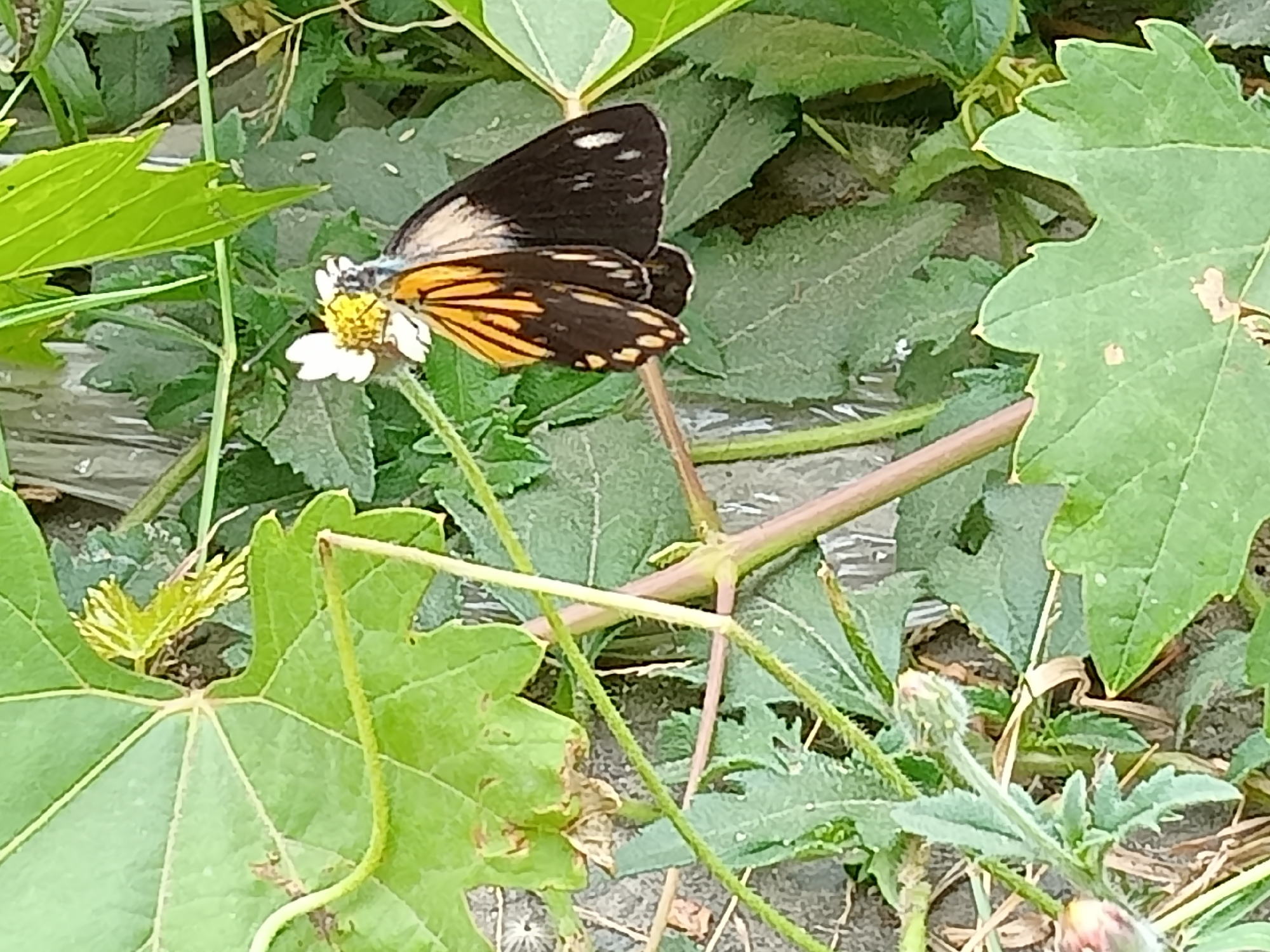 A butterfly with dark brown and orange wings rests on a small white flower. The butterfly's wings are partially open, revealing the intricate orange and black patterns. The flower has yellow stamens and delicate white petals. The surrounding environment consists of green leaves and stems, with some dry foliage on the ground. The image appears to be a close-up shot taken outdoors, likely in a natural setting within Simo, Indonesia. The lighting suggests it is daytime.