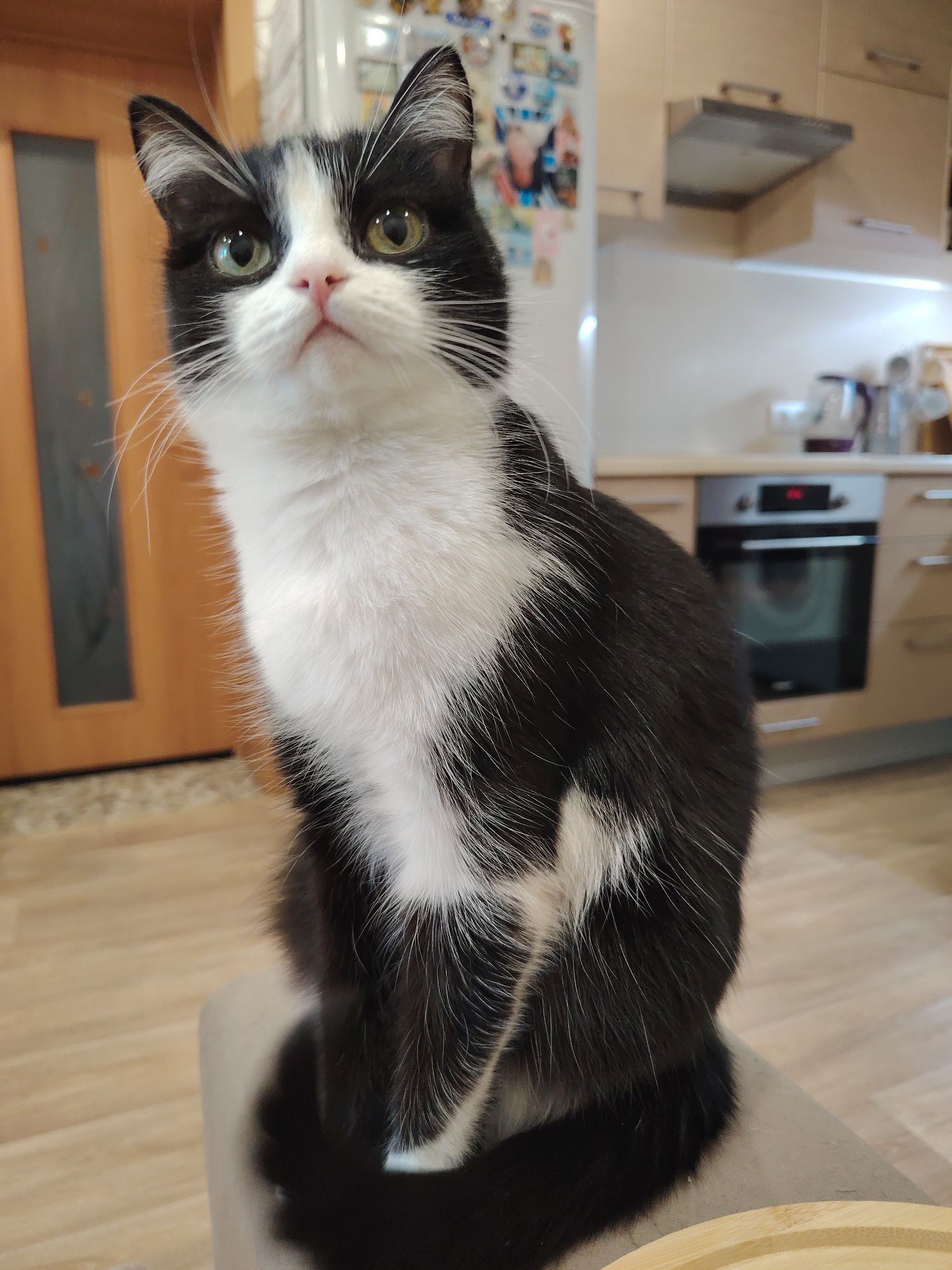 A black and white cat is sitting on a beige surface in a kitchen. The cat is facing left, with its head tilted up and to the left. Its eyes are green and its nose is pink. The cat has long white whiskers. In the background, there is a refrigerator with magnets on it, kitchen cabinets, a range hood, and an oven. The floor is made of light-colored wood. The image does not provide any information about the location in the city of Novosibirsk, Russia.