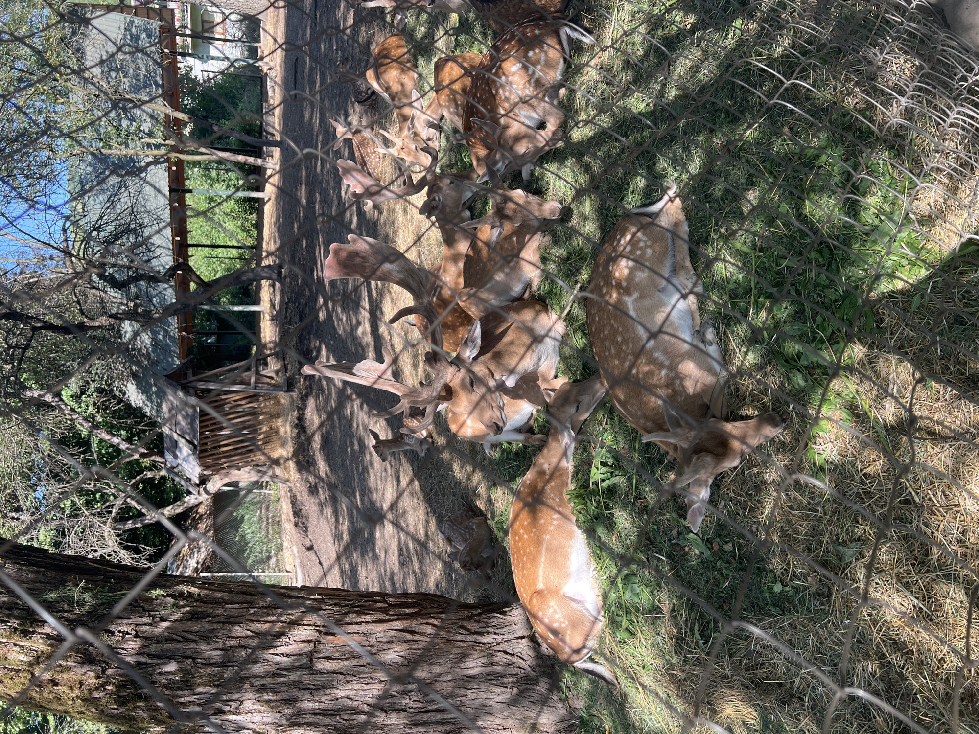 A herd of spotted deer are resting on a grassy area in an enclosure, viewed through a chain-link fence. The deer are a mix of adults and fawns, with some lying down and others partially standing. Several adult deer have antlers. The enclosure appears to be outdoors, with trees providing shade and a wooden structure, possibly a shelter or feeder, visible in the background. Sunlight filters through the trees, casting shadows on the ground and the deer. The overall scene suggests a wildlife park or sanctuary. The location is identified as Holubyne, Ukraine.