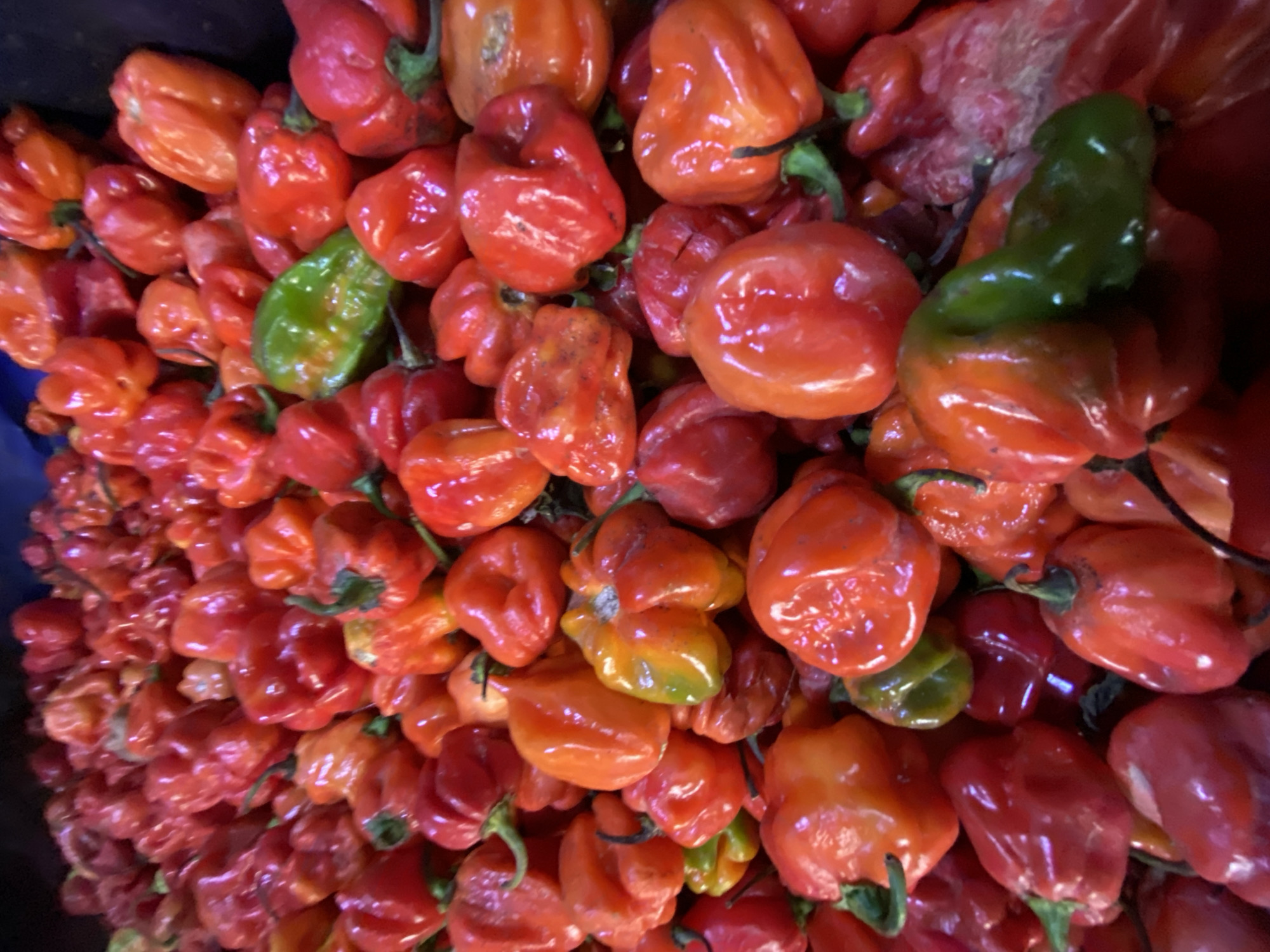 The image shows a close-up view of a large pile of Scotch bonnet peppers. The peppers are predominantly red and orange, with a few green ones visible. They appear to be fresh and glossy, suggesting they may have been recently harvested or washed. The image likely originates from a market or food stall, and the concentration of these peppers hints at a place where they are sold in bulk. The location is specified as Lekki, Nigeria. The image primarily focuses on the peppers themselves, with no people visible and no specific actions or interactions depicted. The environment is simply a pile of peppers, possibly in a container or on a surface ready for sale or transport.