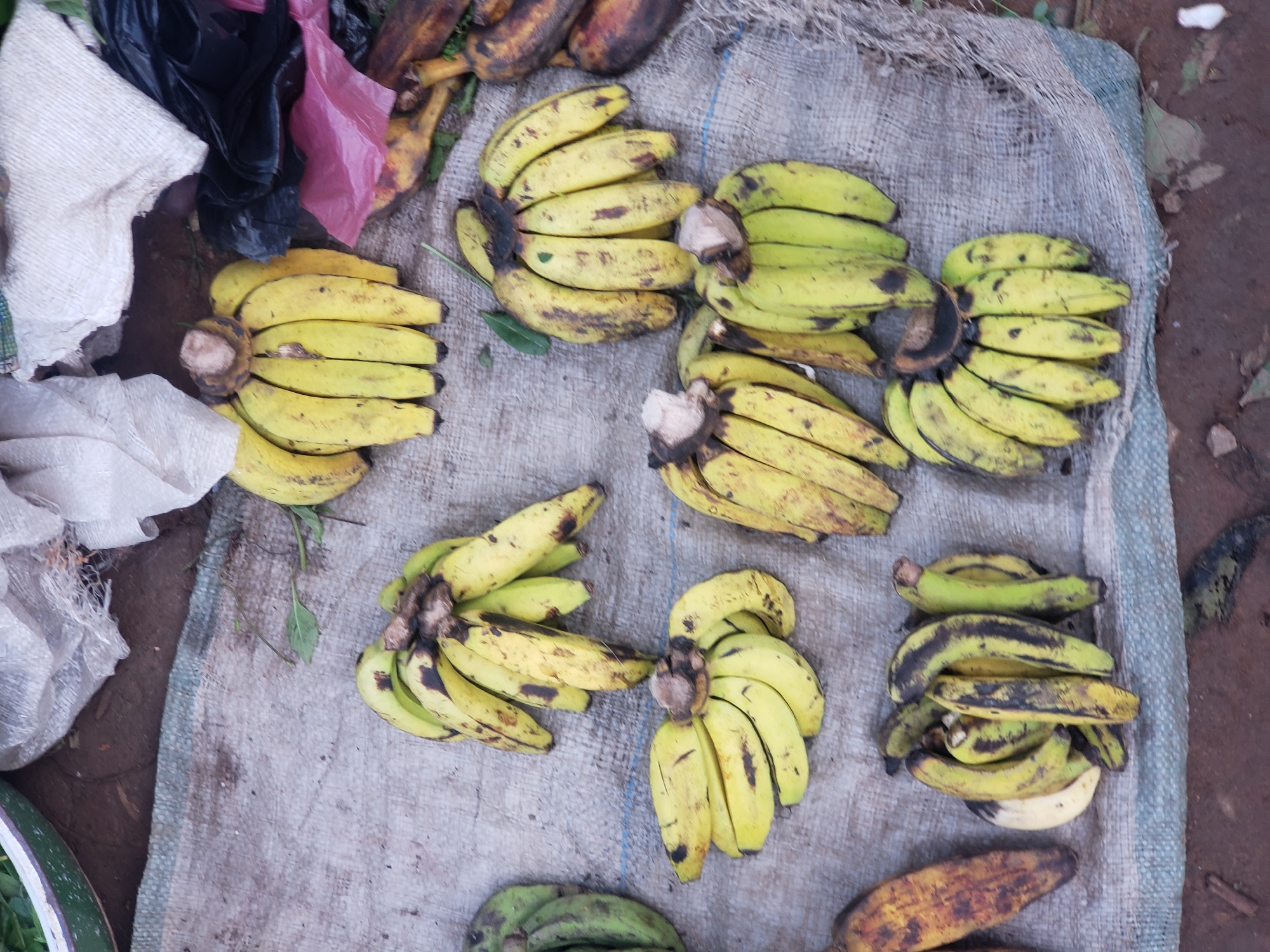 In Kakuri Gwari, Nigeria, a market scene unfolds with a collection of ripe and unripe bananas displayed on a burlap-like surface. Several bunches of bananas, predominantly yellow with some green and brown spots, are arranged in various groupings. One bunch of green bananas is visible on the left. In the background, discarded plastic bags and fabric suggest a bustling market environment. The lighting is overcast, casting soft shadows.