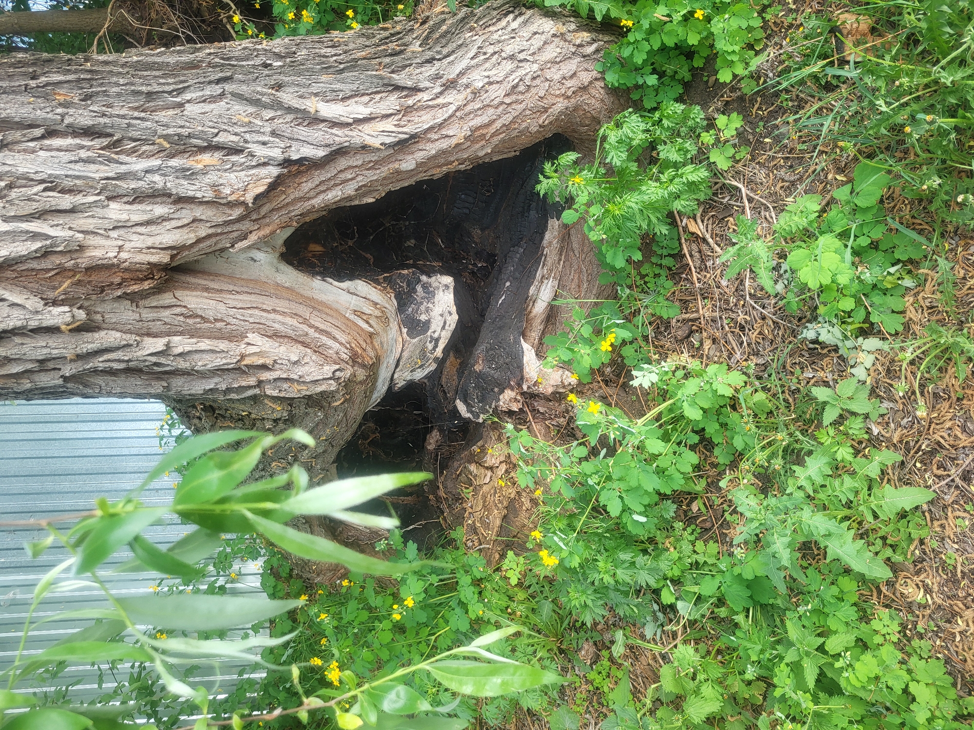 The image shows a fallen tree trunk lying on the ground in Chaikovsky, Russia. The tree trunk has a large hole in it, and the inside of the hole appears to be charred or burned. The surrounding area is covered with various green plants and yellow flowers. A metal fence is visible in the background. No people are visible in the image.