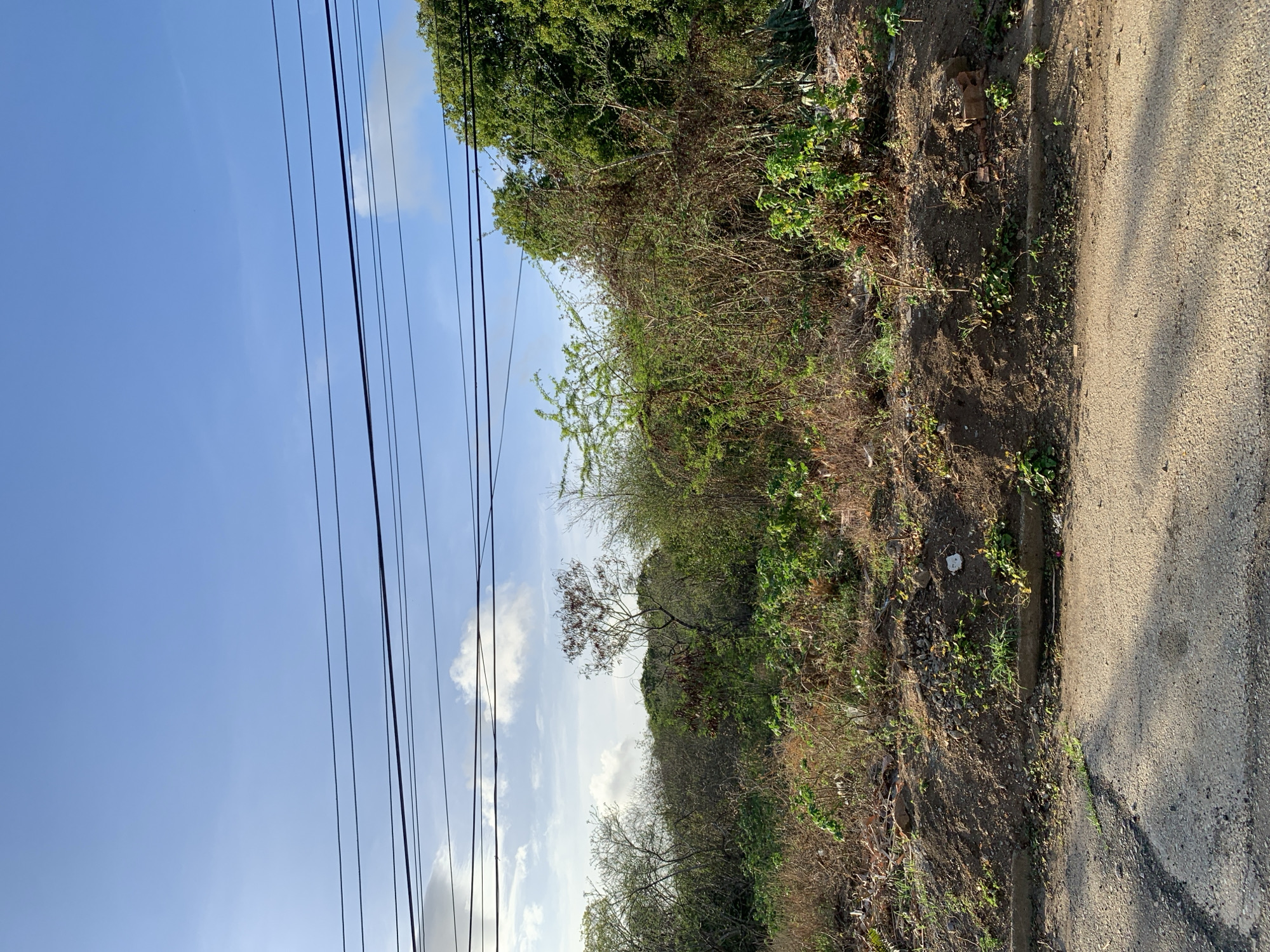 An outdoor shot captures a patch of undeveloped land adjacent to a paved road in Santa Ana, Venezuela. The foreground shows a portion of the asphalt road, with some cracks and patches of sparse green growth along the edge. The ground slopes upward from the road, creating a mound of soil and debris. Various types of vegetation, including dry grasses, small green plants, and taller, overgrown bushes and trees, cover this embankment and extend into the background. Some of the vegetation appears dry and tangled, while other parts are lush and green. In the upper portion of the image, several power lines are strung across the sky, which is a clear blue with scattered white clouds. The scene appears to be a natural, uncultivated area within the city. There are no people or animals visible in the image.
