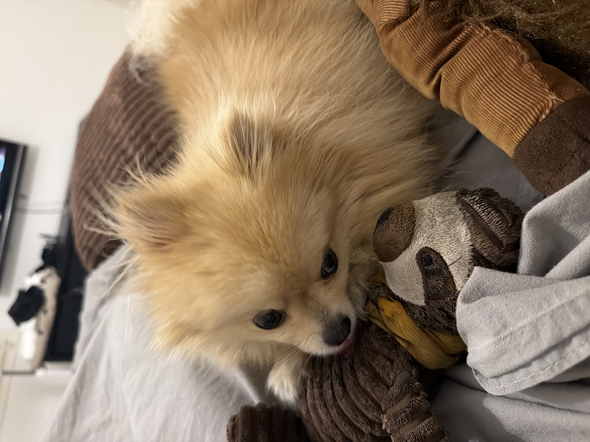 A Pomeranian dog is lying down on a bed with several stuffed animals. The dog is light brown and fluffy, with dark eyes and a pink tongue visible. It is nestled amongst brown, corduroy-textured stuffed animals, one of which appears to be a sloth. The bed is covered with grey linens. In the background, out of focus, there is a dresser with some clothes on it and a television screen. There are no people visible in the image. The scene appears to be indoors, likely a bedroom. There is no information in the image that suggests this scene is located in Barcelona, Spain.