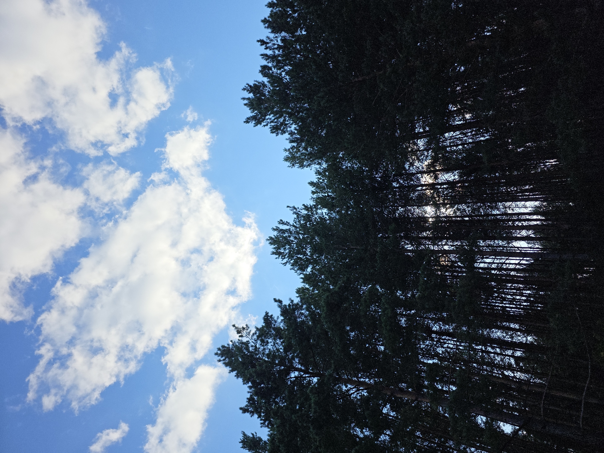The image is a low-angle shot looking up at a dense forest of tall pine trees against a bright blue sky with scattered white clouds. The sun appears to be setting or is low on the horizon, casting a soft light through the trees and creating a dappled effect. The trees are dark green and form a thick canopy, with some trunks visible in the spaces between the foliage. The bottom of the image is dominated by the dark, shadowy undergrowth of the forest floor. There are no people or animals visible in the image. The scene suggests a natural outdoor environment, likely a forest on the outskirts of the city of Magnitka, Russia, given the context.