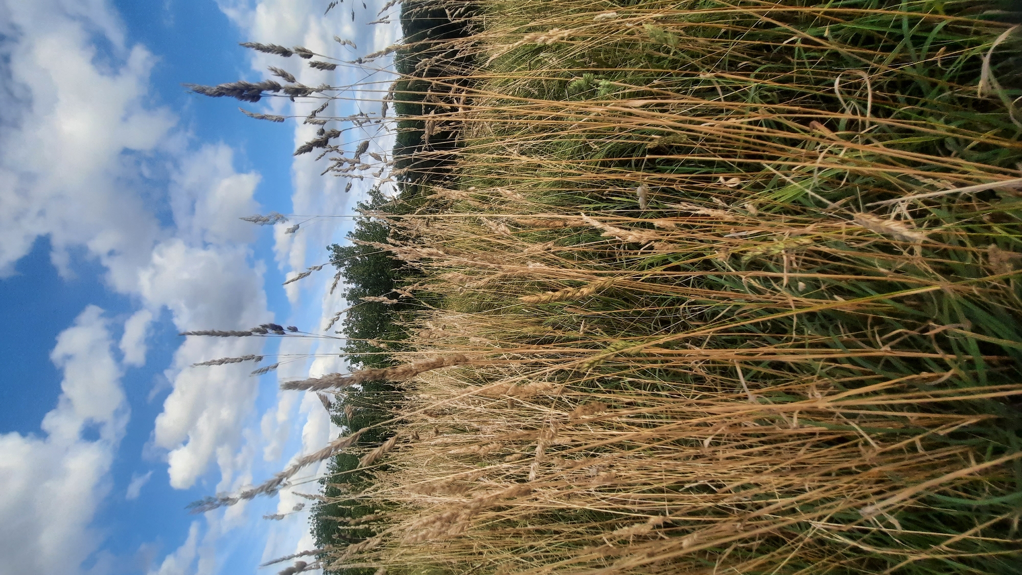 The image shows a field of tall, dry grass with some green grass visible at the bottom. In the background, there is a line of dark green trees. The sky is blue with scattered white clouds. The scene appears to be a natural outdoor environment. There are no people or animals visible in the image. The time of day appears to be daytime, possibly late afternoon due to the lighting. The image does not provide any specific details about the location within the city of Шклоў, Belarus, beyond it being an outdoor, grassy area.
