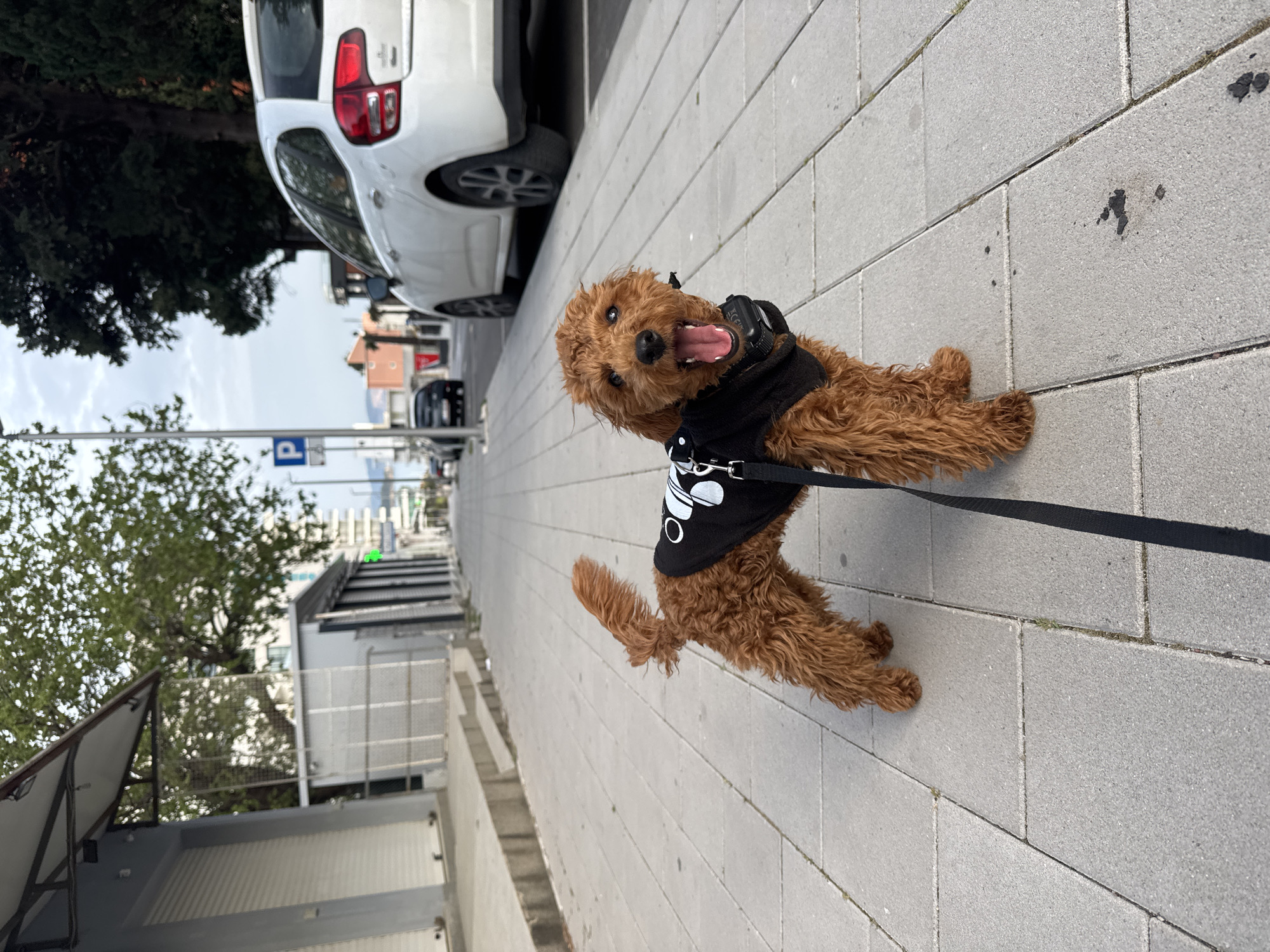 The image captures a cheerful, light brown, curly-haired dog, possibly a poodle mix, on a leash during a daytime walk in Sutomore, Montenegro. The dog is positioned in the foreground, looking directly at the viewer with its mouth open and tongue slightly out, conveying a happy and playful expression. It wears a black harness or shirt adorned with a white design that includes paw print-like shapes and circular elements. A black leash extends from the harness out of the frame.
The setting is a paved sidewalk made of light grey rectangular blocks, some showing dark stains. In the background, a white car, identifiable as a Citroën C3 Aircross by its distinct taillights, is parked on the street. Further down the road, additional cars, buildings with varied architecture including terracotta roofs, and green trees line the street. The sky above is overcast. A blue square sign with a white 'P' (indicating parking) is visible on a pole in the mid-ground. The overall scene suggests a pleasant, if somewhat cloudy, day for a dog walk in an urban or semi-urban environment.