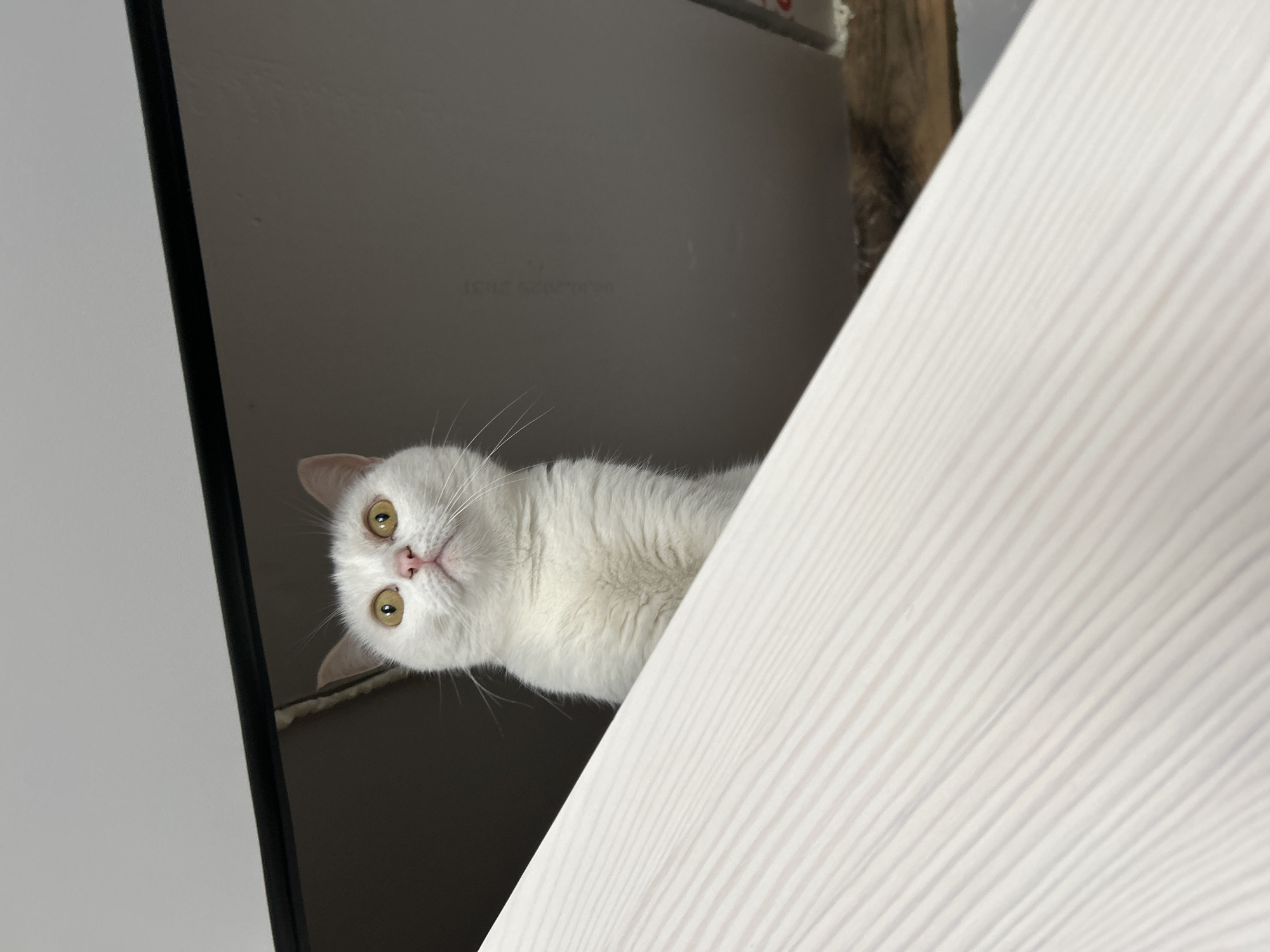 A white cat with yellow eyes peers down from above a partially visible white door with vertical grooves. The cat is positioned in the upper center of the frame, its face slightly tilted. The background consists of a gray wall or ceiling on the left and a glimpse of wood behind the door on the right. The location is Chaikovsky, Russia.