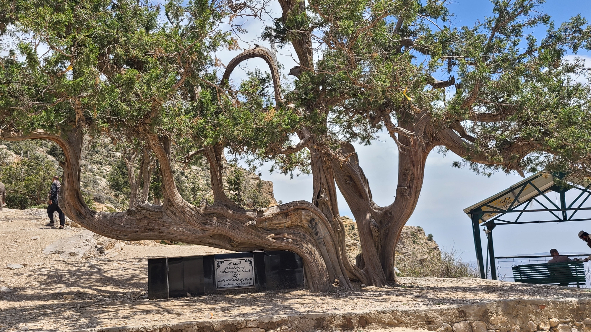 The image shows a grove of gnarled juniper trees at a high altitude in Ziarat, Pakistan. One of the trees has a monument at its base with script in Urdu and English. A man wearing a scarf is walking on the hill to the left. A second man is sitting on a bench in a gazebo at the right of the image.
