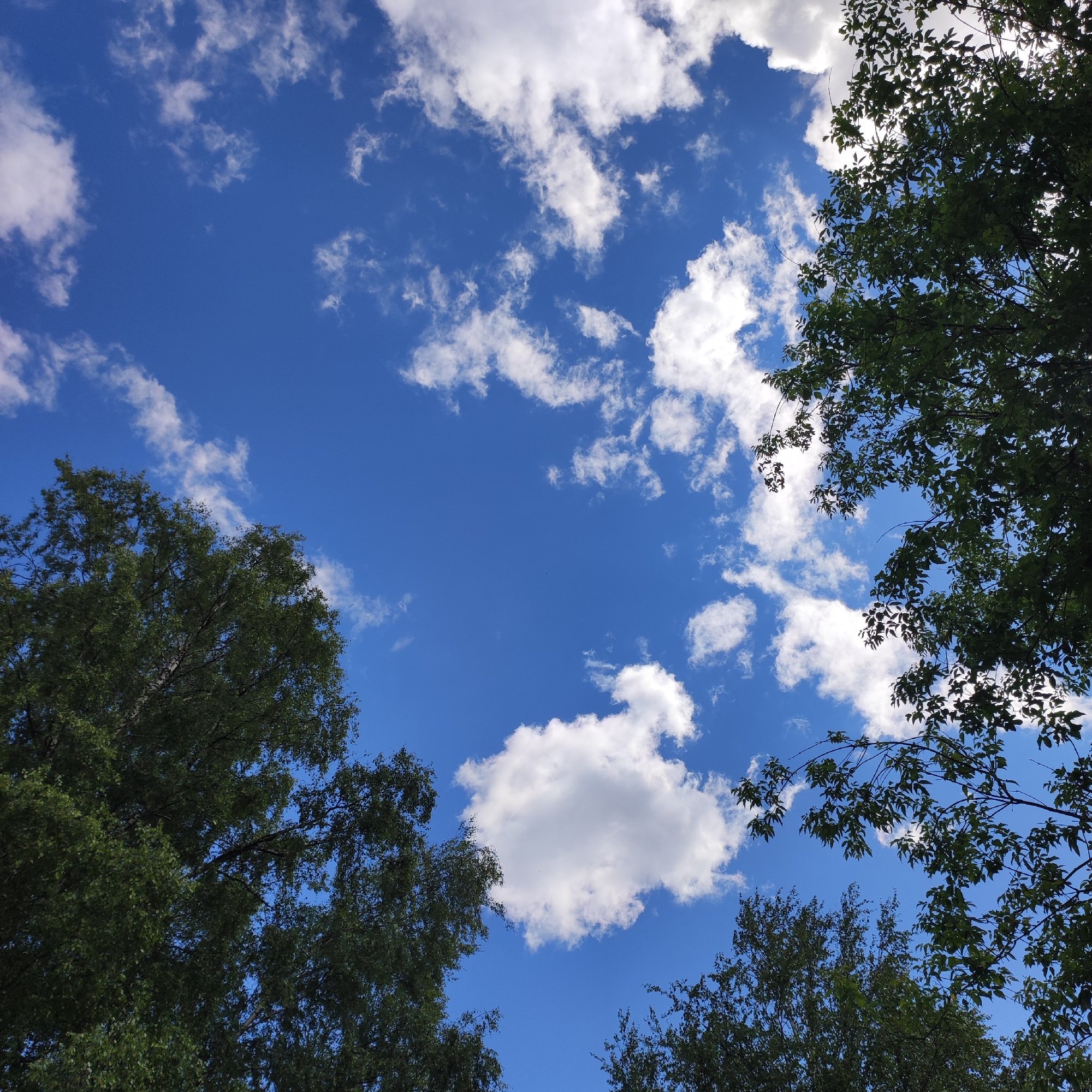 This is a photograph of the sky as seen from the ground, looking upwards. The sky is a vibrant blue, dotted with fluffy white cumulus clouds. In the foreground, the tops of several green leafy trees frame the sky, suggesting an outdoor environment. The perspective is angled upward, with the foliage of the trees extending into the frame from the bottom and sides. The image does not contain any people, specific objects, or discernable actions, other than the natural elements of sky, clouds, and trees. The scene depicts a clear, possibly sunny day. The location in Kineshma, Russia, is inferred from the prompt, but not visually evident in the photograph itself.