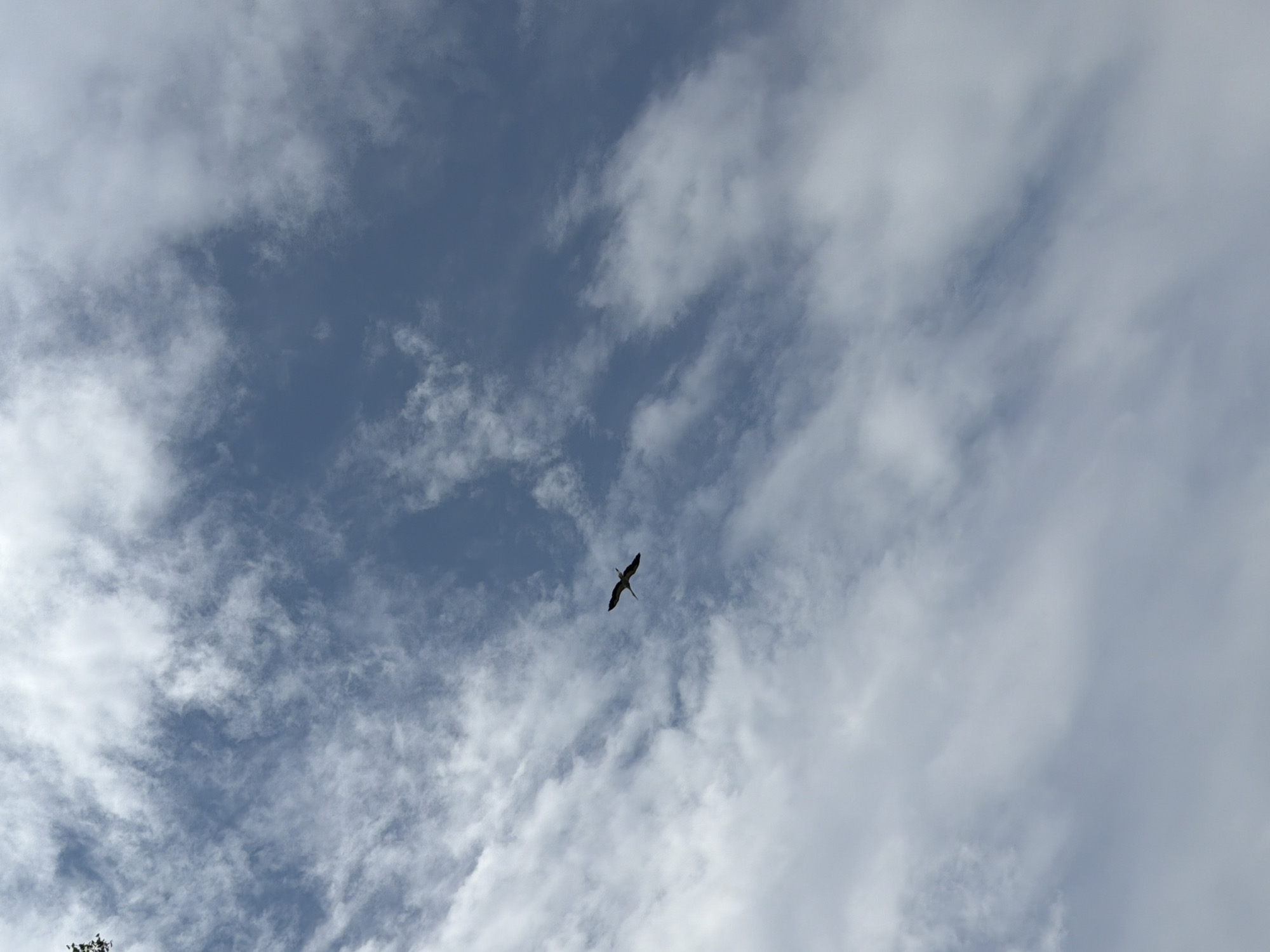 An image captured from below shows a bird in flight against a backdrop of a blue sky filled with white, wispy clouds. The bird, silhouetted against the sky, has its wings outstretched and appears to be soaring. The clouds are varied in density, with some areas appearing thicker and more opaque, while others are thin and translucent, allowing the blue of the sky to show through. The image does not provide any specific geographical markers or features to indicate a location in Saulkalne, Latvia, or any other urban setting. The focus is solely on the natural elements of the sky and the bird.