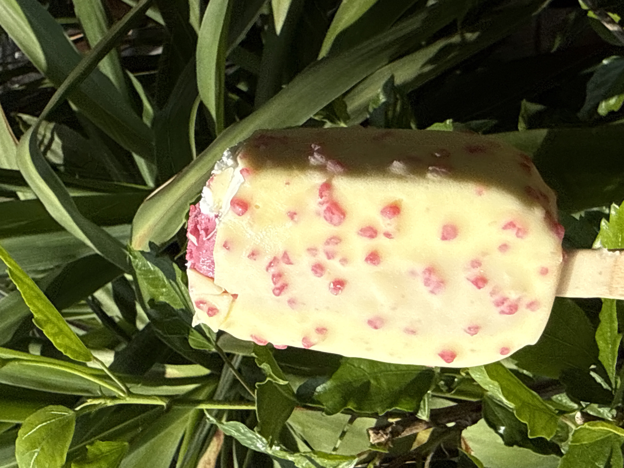 A close-up, outdoor, eye-level shot features a yellow ice cream bar with pink candy pieces, on a stick, positioned vertically in the center of the frame. The ice cream is partially submerged in lush green foliage. The background is blurred, showing more of the same green leaves, suggesting it is a sunny day. The scene appears to be in a garden or park. There is no indication of the city of Bad Sachsa, Germany.