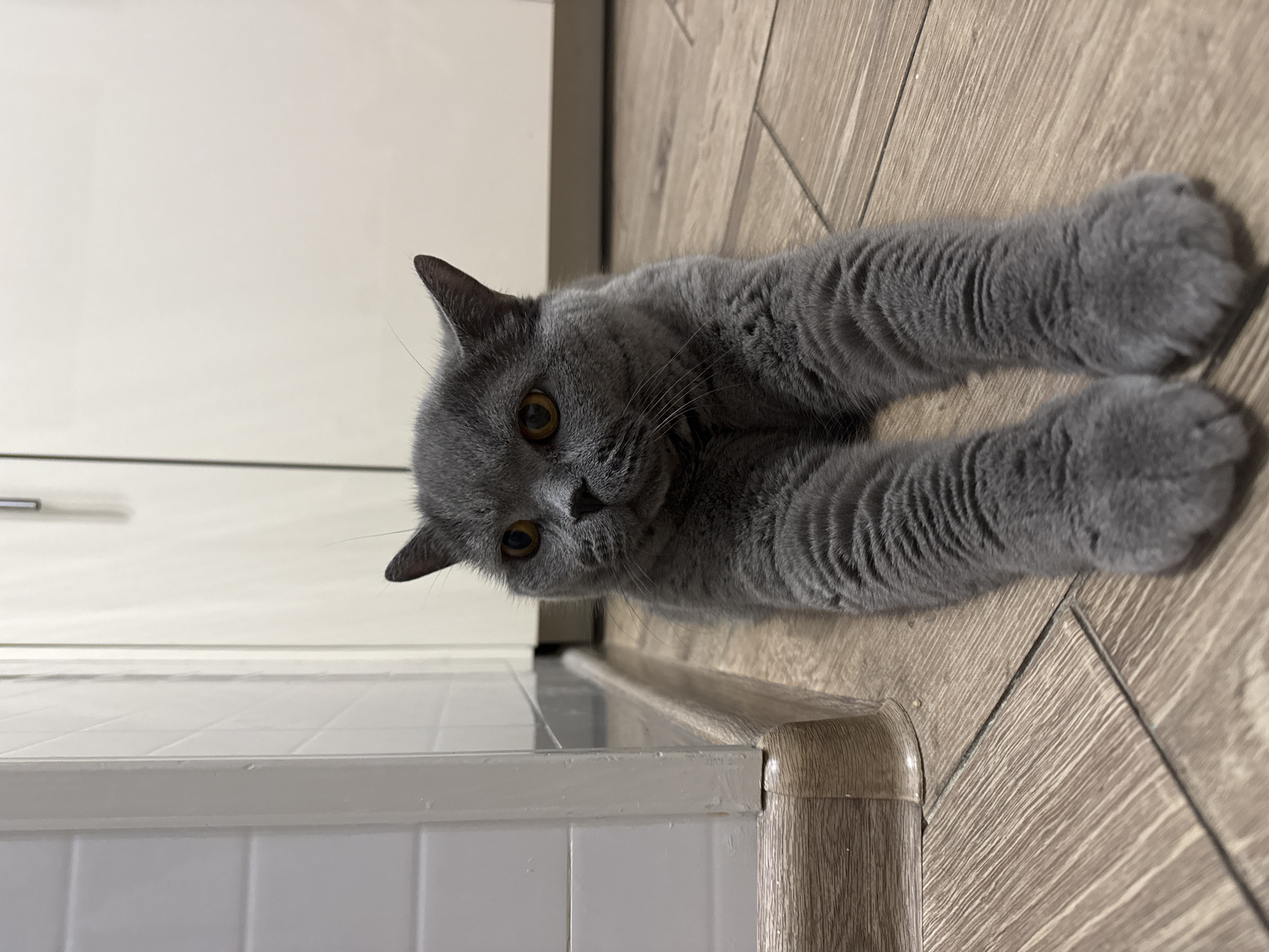 A gray British Shorthair cat is lying on a wooden floor with its front paws extended. The cat has bright orange eyes and is looking towards the camera. The background consists of white tiled walls and cabinetry, suggesting an indoor setting such as a kitchen or hallway. The flooring is made of light brown wooden planks. The location is identified as an apartment in Sovkhoza imeni Lenina, Russia.