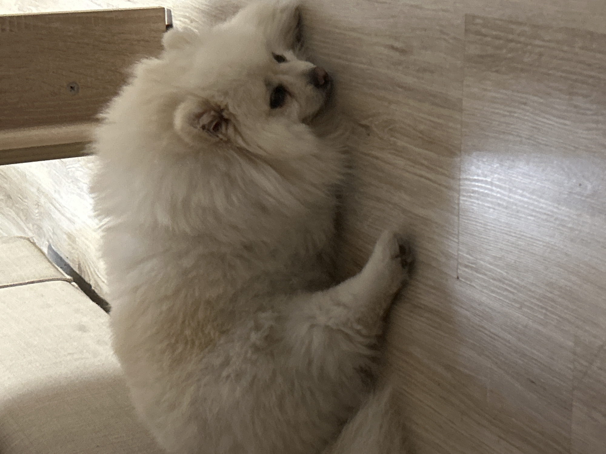 A fluffy, light-colored Pomeranian dog is lying on a light-colored wooden floor. The dog is facing to the right, with its head resting on its paws. Its eyes are dark and appear droopy. The dog's fur is thick and voluminous, obscuring much of its body. In the background, to the left, a portion of a light-colored couch or sofa is visible. To the right, a wooden table leg or furniture piece is present, with a visible screw on its surface. The lighting suggests an indoor environment, possibly a home. The image does not provide any information that can identify its location in the city of Varna, Bulgaria.