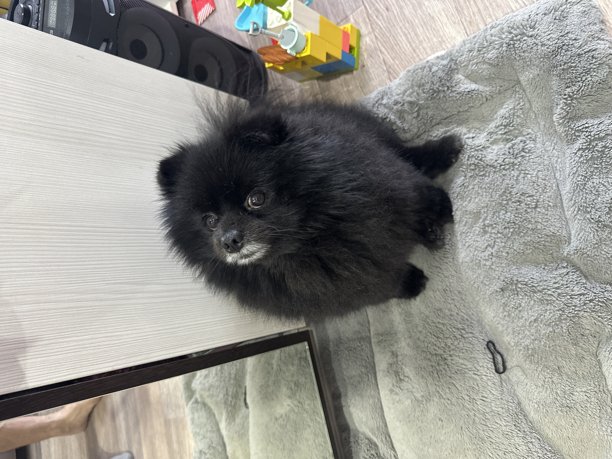 A fluffy black Pomeranian dog is seated on a gray fuzzy blanket indoors. The dog is looking up at the camera with its head tilted. To the left of the dog, a dark brown mirror frame is visible, reflecting a person's bare leg and foot. To the right of the dog, a white textured wall is present, with a tall black speaker and a colorful children's toy made of blocks and miniature garden tools situated in front of it. The floor appears to be made of light-colored wood. The scene is indoors and does not provide specific geographical indicators for Petropavl, Kazakhstan.