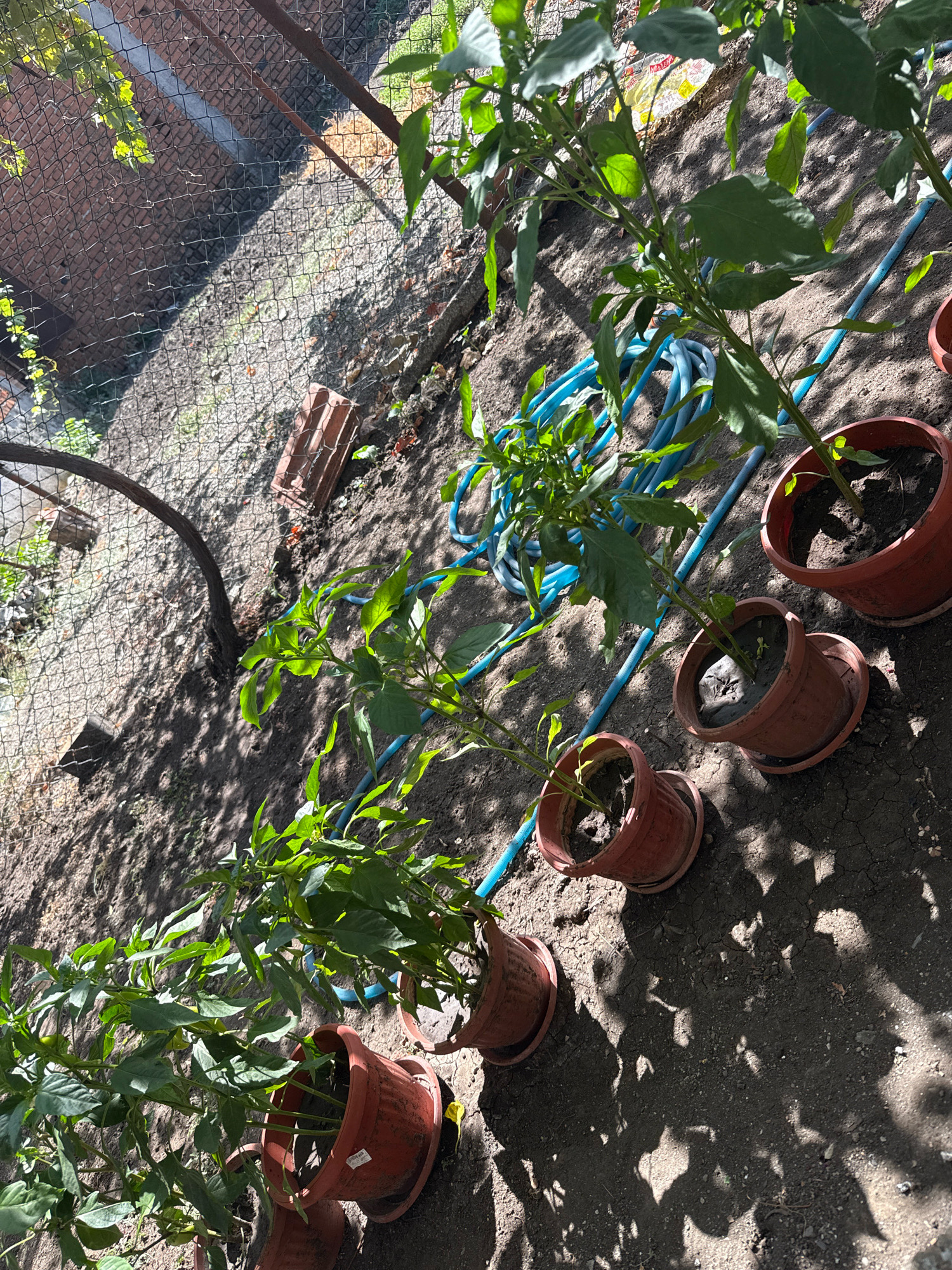 In the city of Ekzarh Antimovo, Bulgaria, an outdoor scene depicts several potted pepper plants arranged on dry, cracked soil. A blue garden hose lies coiled on the ground amidst the plants. In the background, a chain-link fence borders a dirt area with scattered bricks and foliage. Sunlight casts dappled shadows from the plants and leaves onto the soil, creating a textured, natural environment.