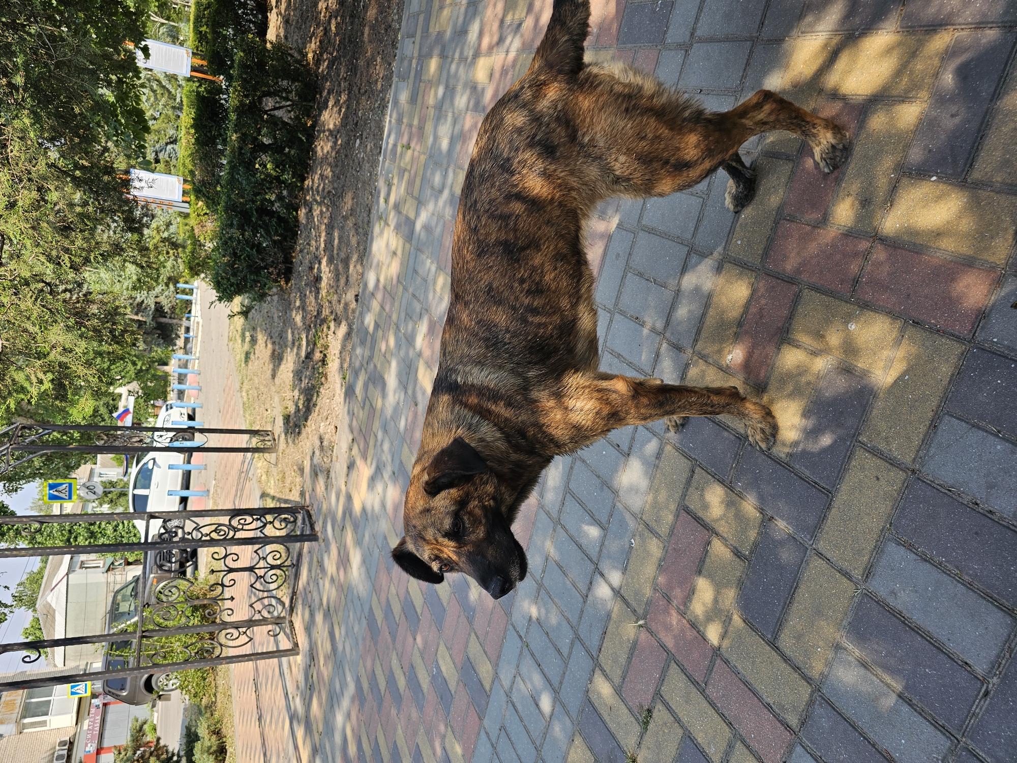 A brindle-colored dog stands on a paved walkway made of colorful interlocking bricks. The dog is facing to the right and looking down, with its head tilted. Sunlight casts dappled shadows on the ground, suggesting it is a sunny day. To the left of the walkway, there is a manicured hedge and trees. Beyond the hedge, a black metal fence with decorative scrollwork encloses an area with more greenery. A white car and a dark SUV are visible parked in the background, with a glimpse of buildings and blue and white poles. Two blue and white pedestrian crossing signs are also visible. The overall scene suggests an outdoor public space, possibly a park or a street in a town. The dog appears to be alone and calm. The time of day appears to be daytime, likely late morning or afternoon due to the angle of the sun and the strong shadows. The location is identified as Skadovsk, Ukraine. There is some Cyrillic text visible on a red and white sign near the bottom of the image.