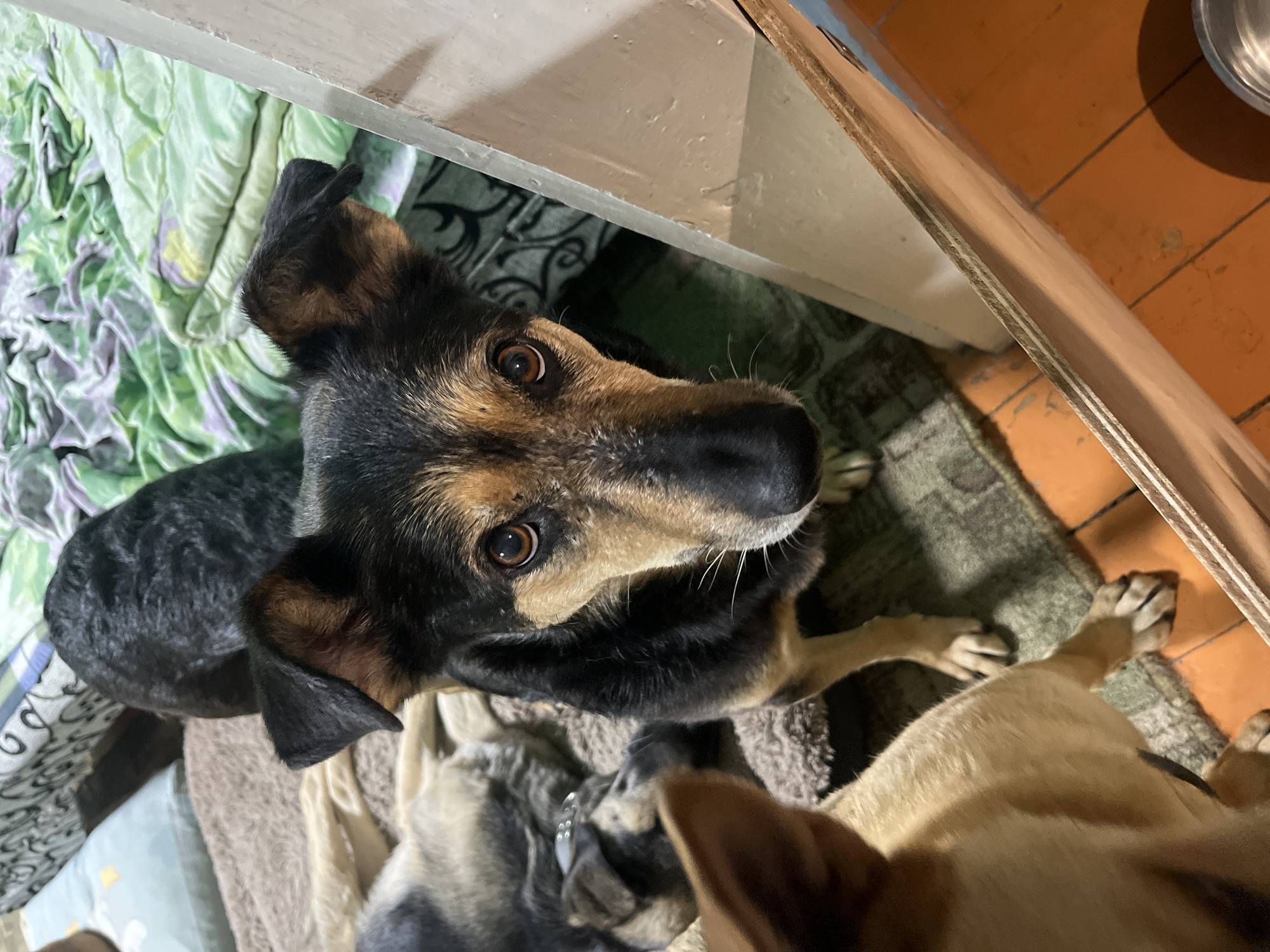 A high-angle shot depicts three dogs indoors. The primary focus is on a dog with black and brown fur, looking up directly at the camera with an earnest expression. This dog's left ear is folded over. Beneath this dog, two other dogs are partially visible. One appears to be a puppy with grey and black fur, lying on a beige blanket. The third dog has tan fur and is positioned towards the bottom right of the frame.
The environment includes a section of green patterned fabric in the upper-left corner, possibly a bedspread. A white, possibly painted, surface runs along the top of the frame. In the upper right, there's a wooden plank or board and a hint of an orange tiled floor. A patterned rug is visible beneath the dogs.
There are no people visible in the scene. The dogs are the primary subjects, interacting passively by being close together. The room is lit dimly, suggesting indoor lighting conditions. The image does not provide enough information to determine its location in Nizhny Tagil, Russia.