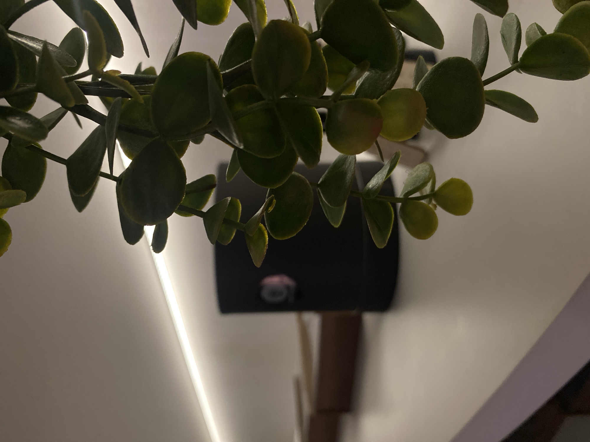 A close-up shot presents an indoor setting. A green leafy plant hangs in the foreground, partially obscuring the view. Behind the plant, a dark, rectangular object is mounted on a wall or surface, possibly a device or fixture. A strip of light is visible on the wall, contributing to the overall illumination. The lower portion reveals a wooden or neutral-toned surface. The photograph's angle looks upward towards the items. The environment appears to be indoors, perhaps a room in a home or building. The location in Votkinsk, Russia, is not determinable from the visual data provided.