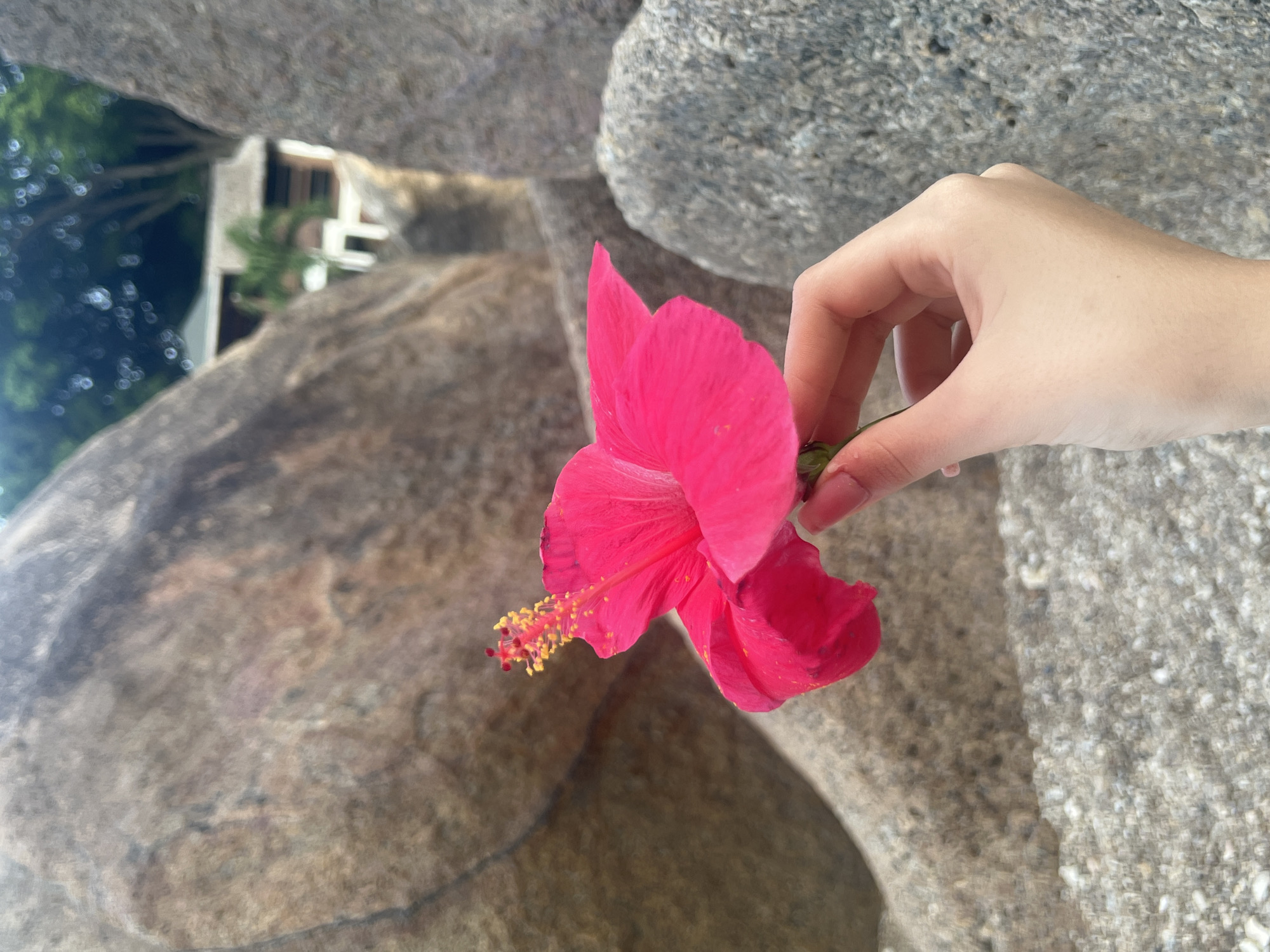 A person's hand with manicured nails holds a bright pink hibiscus flower in the foreground. The flower is slightly blurred, with its vibrant petals and yellow stamen prominently displayed. Behind the hand and flower, large, weathered rocks dominate the landscape. In the background, a glimpse of a building with a thatched roof and a palm tree suggests a tropical setting, possibly in Ko Samui District, Thailand, amidst the natural rock formations.