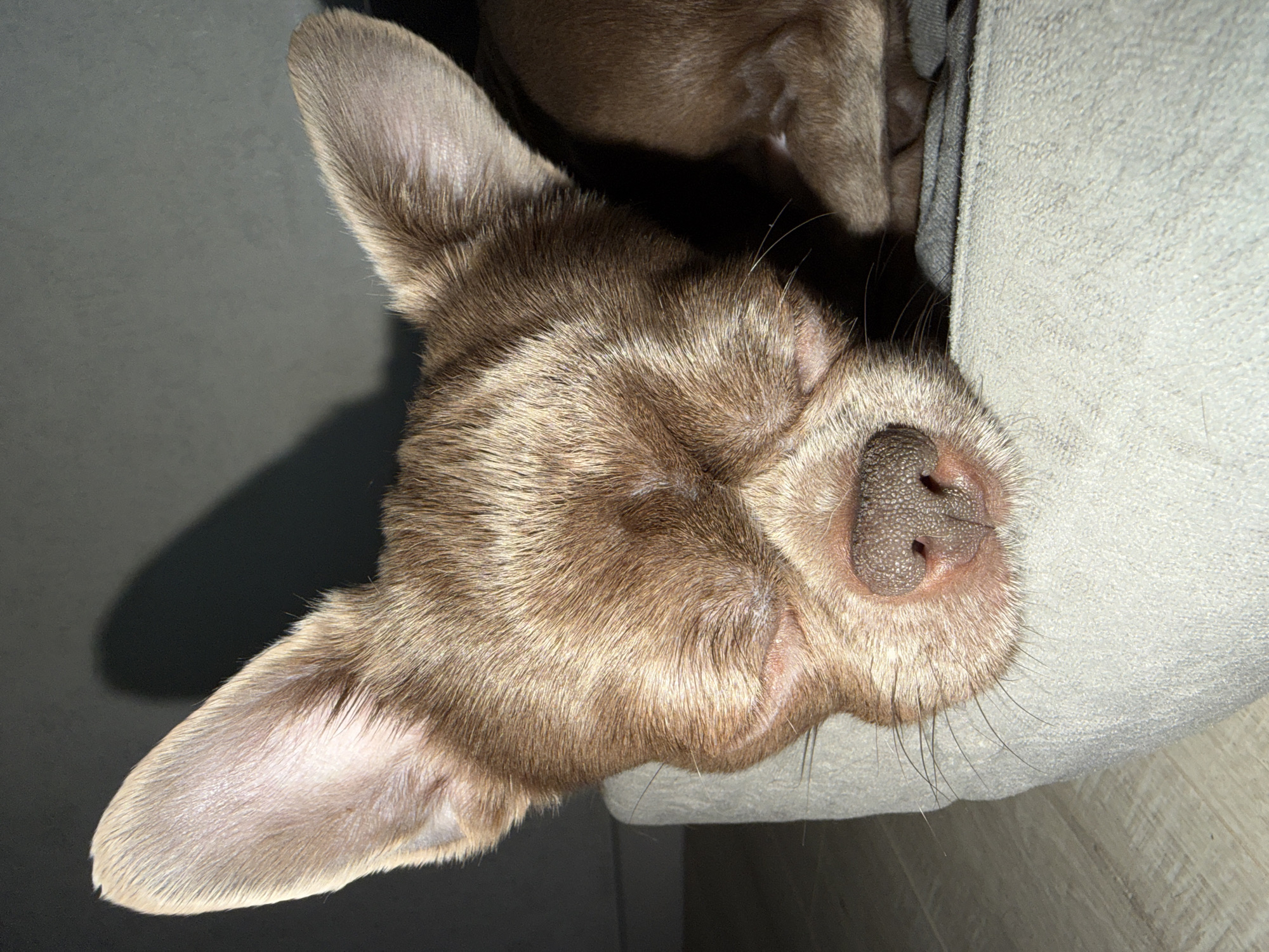 A close-up image shows the head of a light brown dog asleep on a gray cushion. The dog's eyes are closed and its nose is prominent. The dog's fur is smooth and short. The image contains a shadow on the background and is not taken in Votkinsk, Russia.