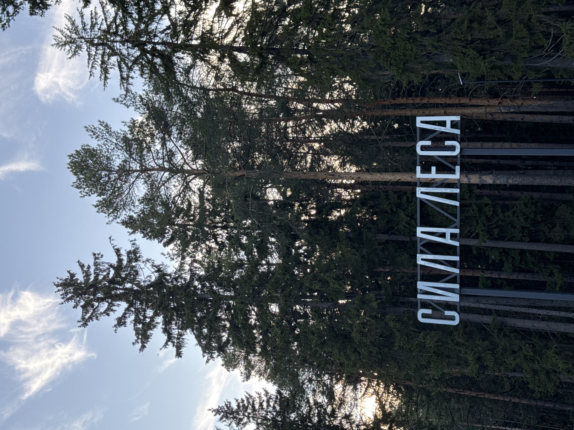 The image shows a view from below of tall, dense trees in a forest setting, with a sign prominently displayed amidst the trees. The sign reads "СИЛА ЛЕСА" in white capital letters, mounted vertically on a dark metal frame. The trees are mostly evergreens, with varying shades of green. The sky is visible in the upper left corner, with scattered clouds. Based on the provided information, this scene is located in Votkinsk, Russia.