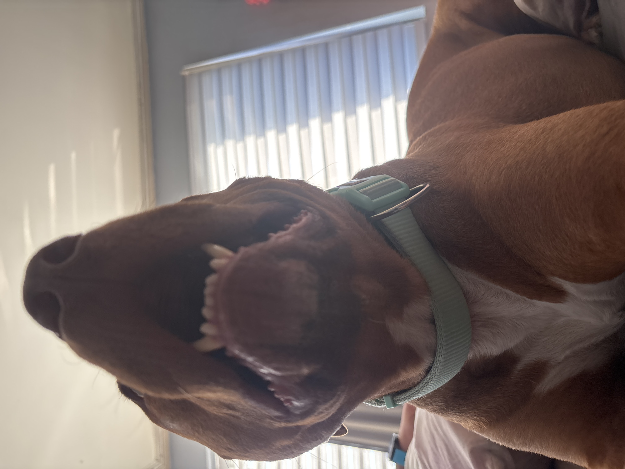 The image shows a close-up, rotated view of a brown dog with white markings on its chest, wearing a light blue collar. The dog's mouth is open, revealing its teeth. In the background, there is a window with closed white blinds. There is insufficient information to determine the location as Sofia, Bulgaria.