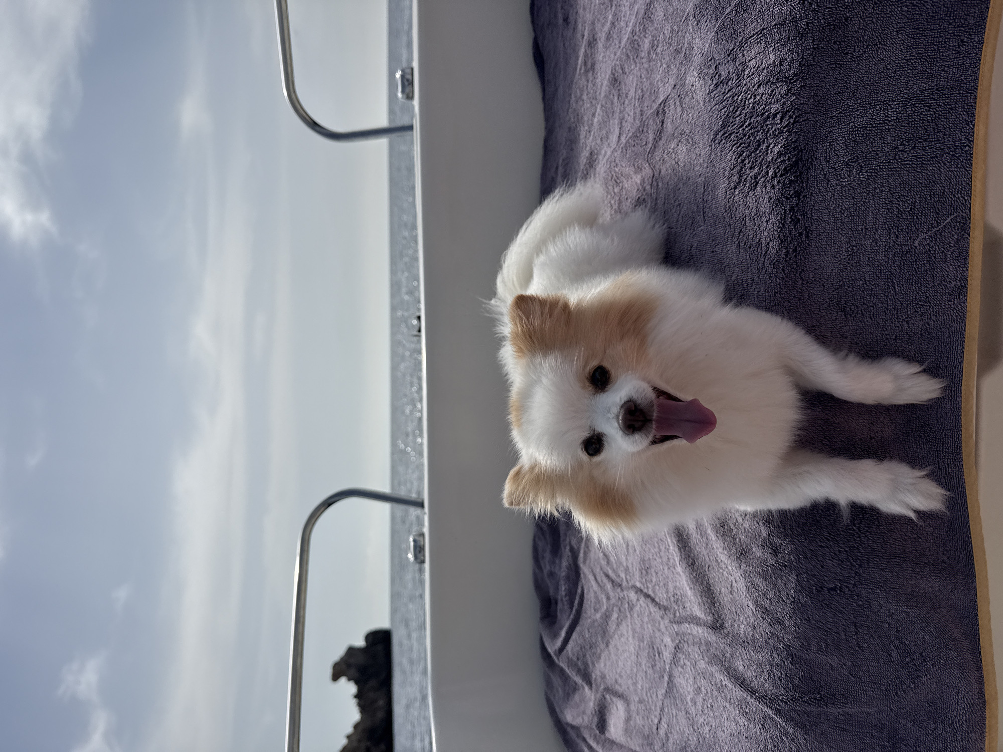 A white and tan Pomeranian dog is lying on a dark purple towel on the deck of a boat. The dog is facing forward with its tongue out and appears to be panting. The dog's front paws are extended in front of it. The boat is on the water with a rocky island and the sea visible in the background. The sky is cloudy. The image was taken outdoors in the city of ÁGuilas, Spain.