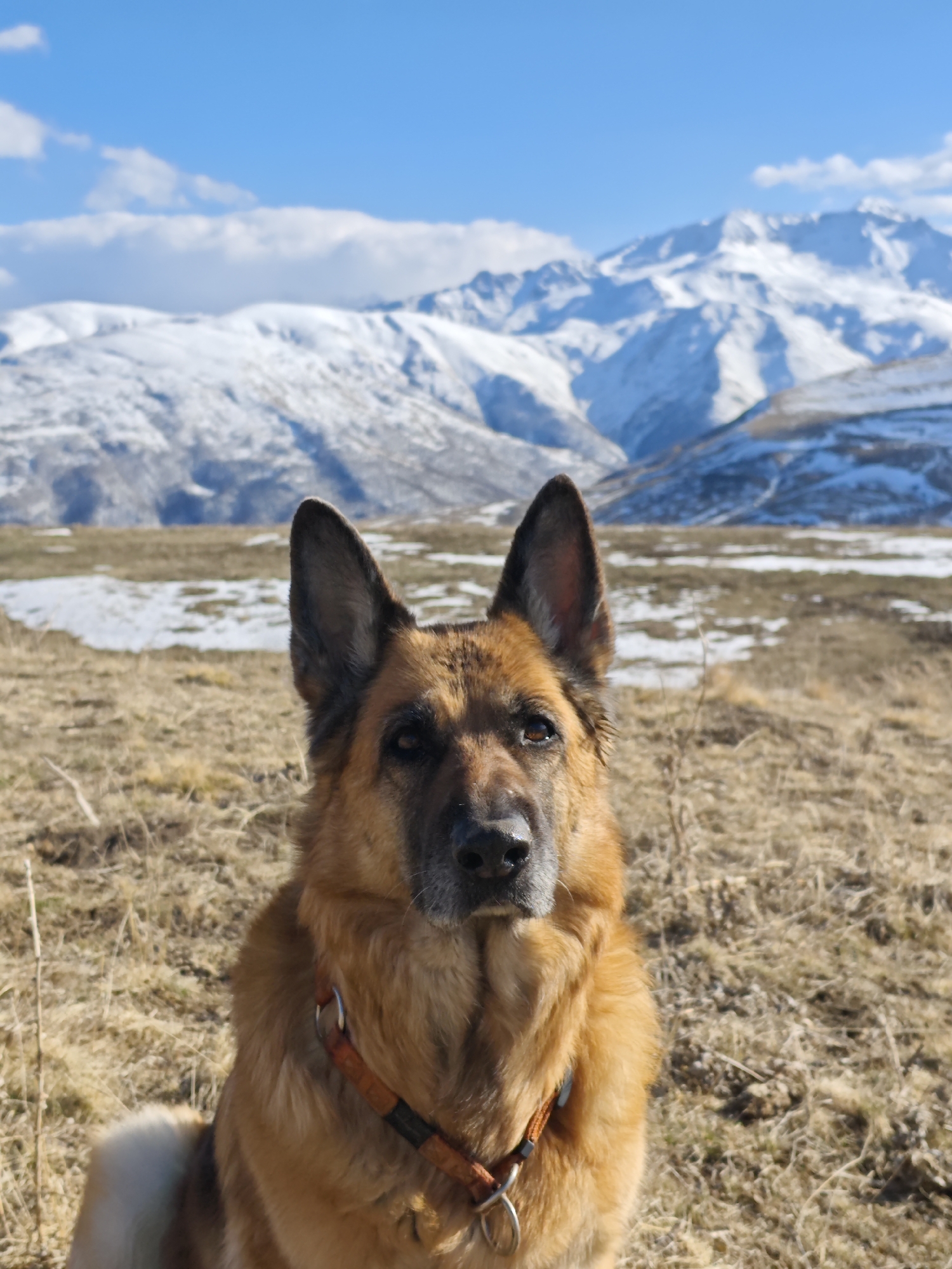 A medium shot depicts a German Shepherd dog in a natural setting. The dog is the primary subject and is facing forward, with its ears erect and alert expression. It wears a brown and black collar with a silver ring. The background features a mountainous landscape, with snow-covered peaks under a clear blue sky with some clouds. The foreground consists of dry, grassy terrain with patches of snow, indicating a transitional season. The location is likely Tyrnyauz, Russia, given the mountain range.