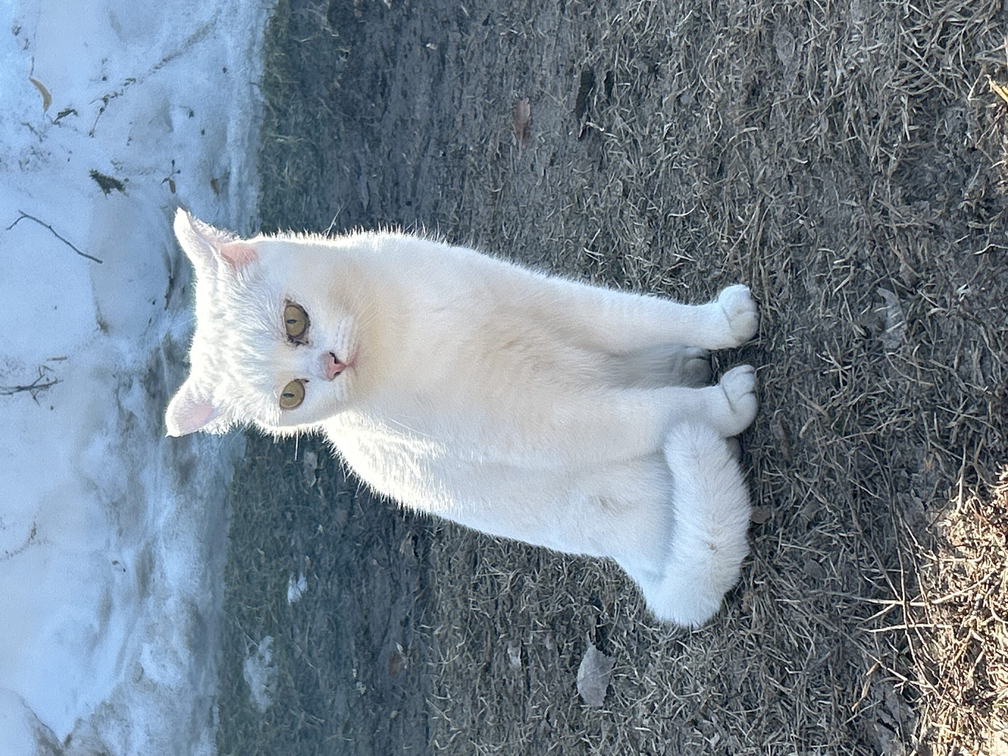 A white cat is sitting on the ground, next to a patch of snow. The ground consists of dirt and dead grass. The cat has yellow eyes and a pink nose. The location is likely Chaikovsky, Russia, based on information provided.