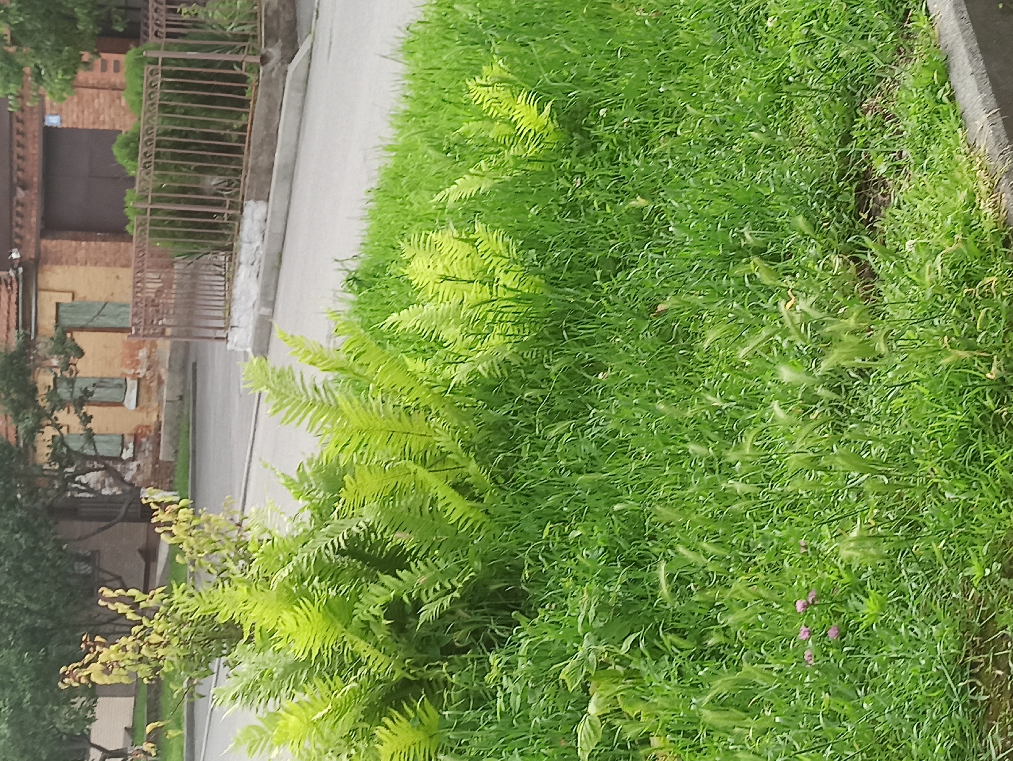 The image shows a close-up view of lush green grass and ferns growing alongside a paved area. A rustic, wrought-iron fence is visible in the background, partially obscured by foliage. Behind the fence, there is a brick building with what appear to be large, dark doors and some windows with green shutters. The lighting suggests it might be daytime, possibly overcast given the lack of strong shadows. The overall scene conveys a sense of nature reclaiming or bordering an urban or semi-urban environment. No people are visible, and no text is present.