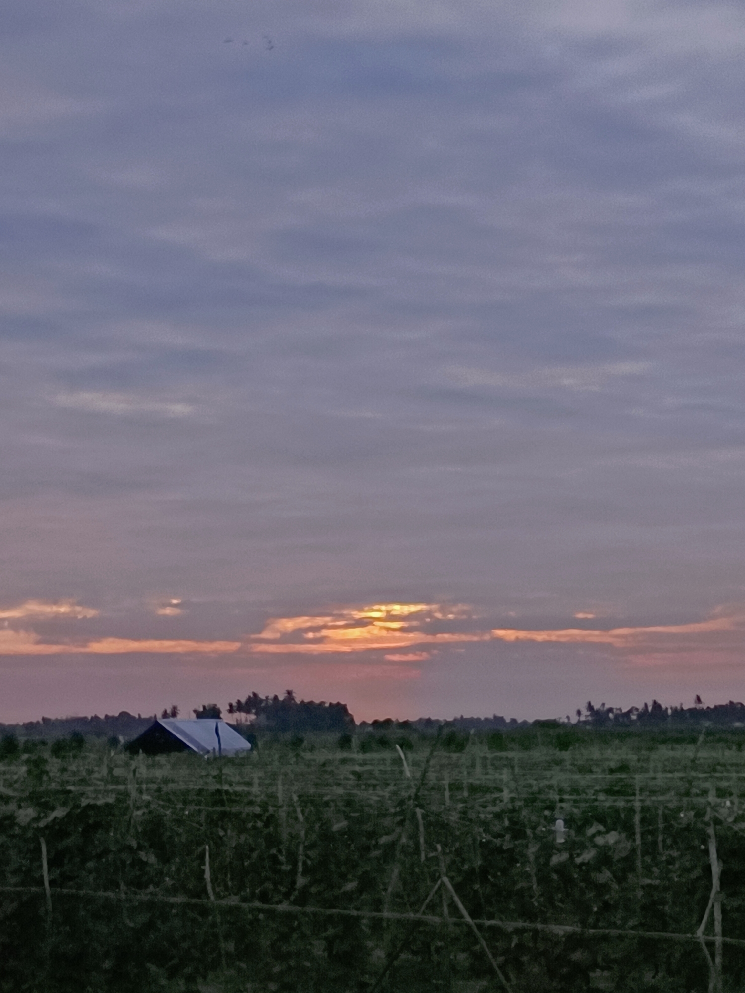 The image depicts a rural landscape at sunrise in Meunasah Raya, Indonesia. A wide shot captures an agricultural field in the foreground, with rows of crops and supporting stakes. In the midground, a small, dark structure with a light-colored tarp covering its roof is situated amidst the foliage. Beyond the field, a line of trees and vegetation forms the horizon. The sky is filled with soft, cloudy textures, transitioning from a pale purple at the top to hues of orange and pink near the horizon, indicating the rising sun.