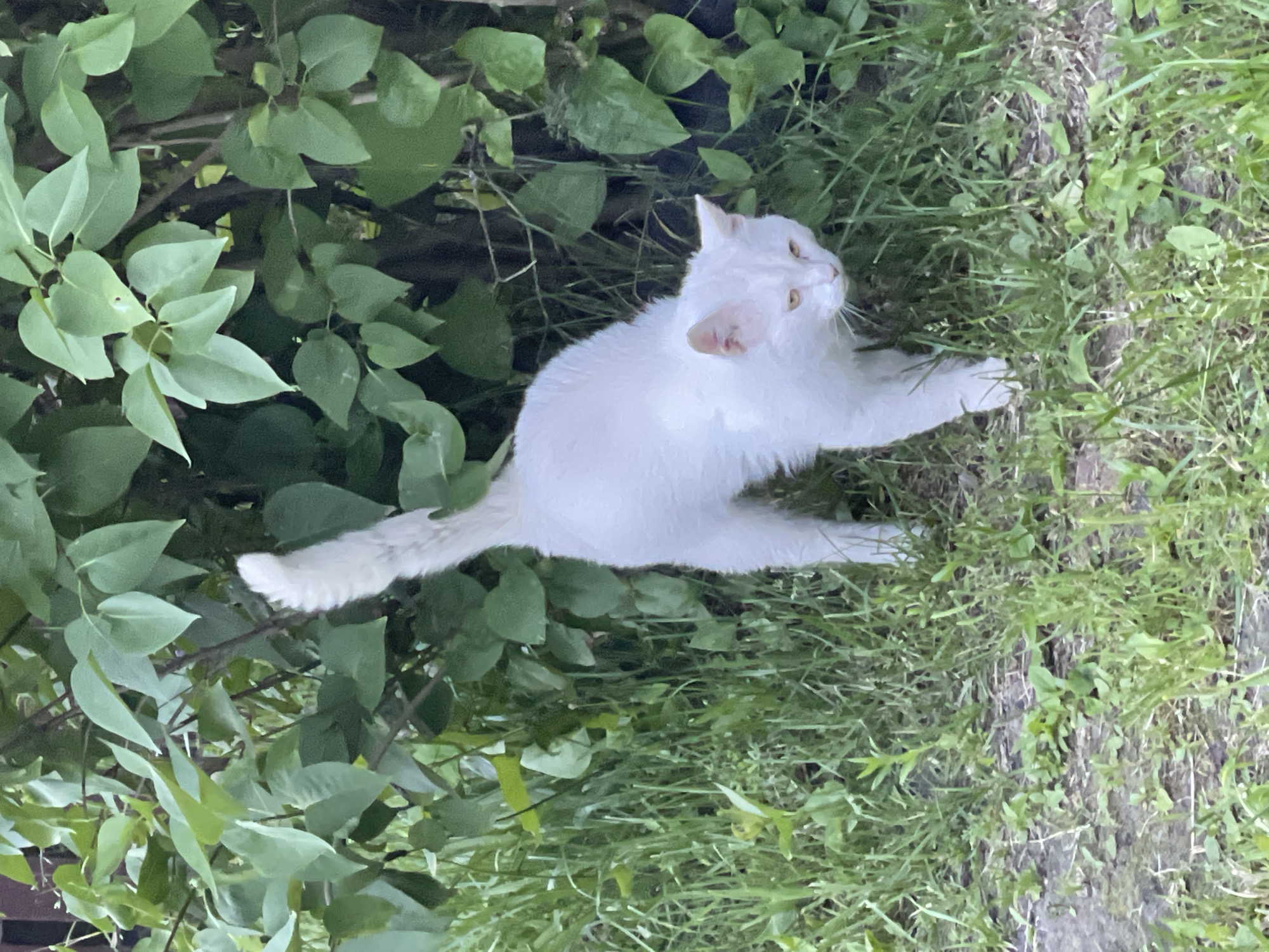 A medium shot captures a fluffy white cat lying on a patch of grass with some green foliage to its left. The cat is facing right, with its head turned to look upwards. Its eyes are yellow, and it has pink ears. The cat's body is stretched out, with its front paws extended forward and its hind legs tucked beneath it. Its tail is long and bushy and extends to the left, appearing to curve upwards. The cat is predominantly white with subtle hints of pale yellow and pink in its fur.
The background consists of lush green grass and leaves, suggesting an outdoor setting, possibly a garden or park. The foliage is dense, with broad, light green leaves on the left and a mix of taller, thinner grass blades and some darker, broader leaves towards the right and background. The lighting suggests it might be daytime, with soft illumination casting subtle shadows. There are no people visible in the image, nor is there any visible text. The scene conveys a sense of calm and relaxation, as the cat appears to be comfortably resting in its natural environment.