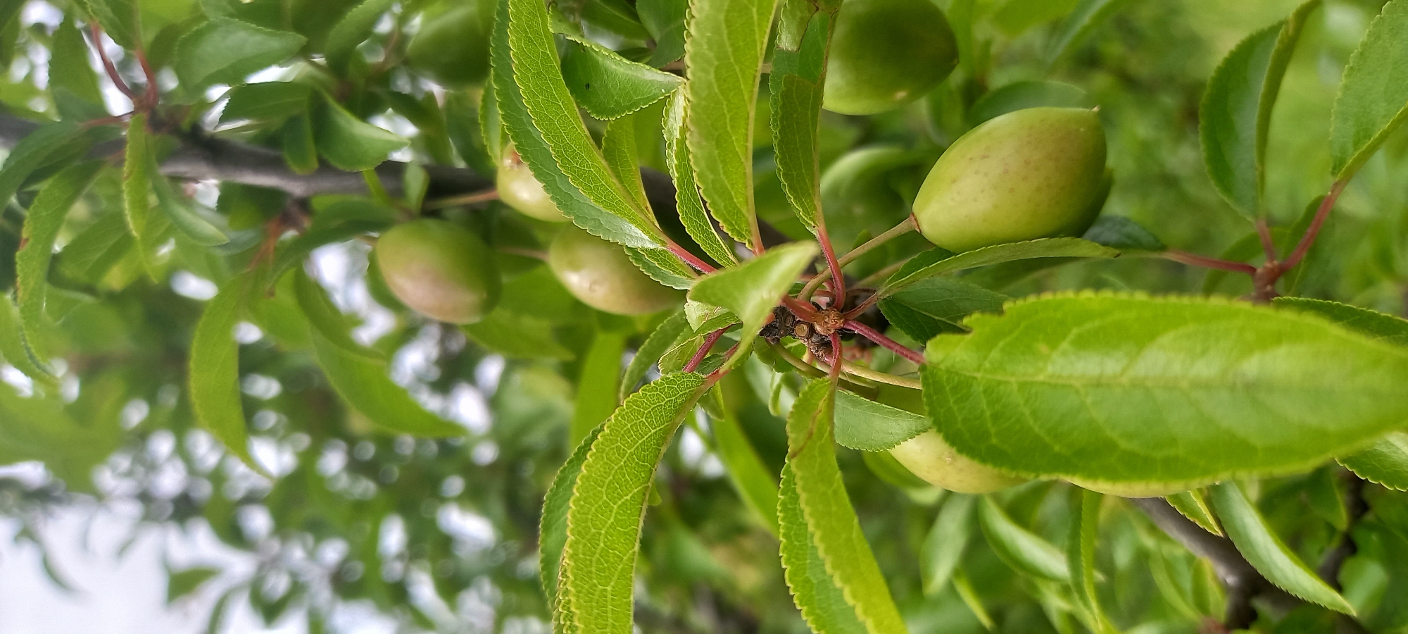 This close-up image captures a section of a tree branch laden with vibrant green leaves and developing fruits. Several small, oval-shaped fruits, which appear unripe, are prominently featured, displaying a light green hue with subtle reddish-brown tinges on their surfaces. They hang from thin, reddish stems that branch off the main, darker stem.
The leaves are a dominant feature, showcasing intricate vein patterns and distinctly serrated edges. Their color varies slightly, with some appearing a brighter lime green and others a deeper forest green. The leaves are densely arranged, creating a full and leafy appearance around the fruits and branches.
The background is softly blurred, indicating a shallow depth of field, with lighter areas suggesting either an overcast sky or diffused natural light filtering through distant foliage. The overall lighting is bright and natural, consistent with daytime. There are no discernible human subjects, animals, or visible text. The scene conveys a sense of natural growth and vitality, likely captured during late spring or early summer in Zolota Poliana, Ukraine, as the fruits begin to mature. The image focuses intently on the botanical details, highlighting the texture of the leaves and the early stages of fruit development.